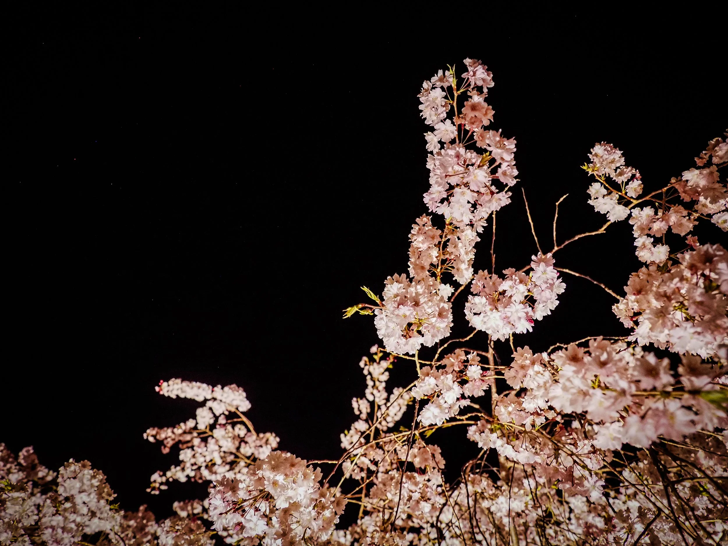 Chie Oshima: 「小諸城址 夜桜の陰影 (Shadows and Light: Night Blossoms at Komoro Castle Ruins)」