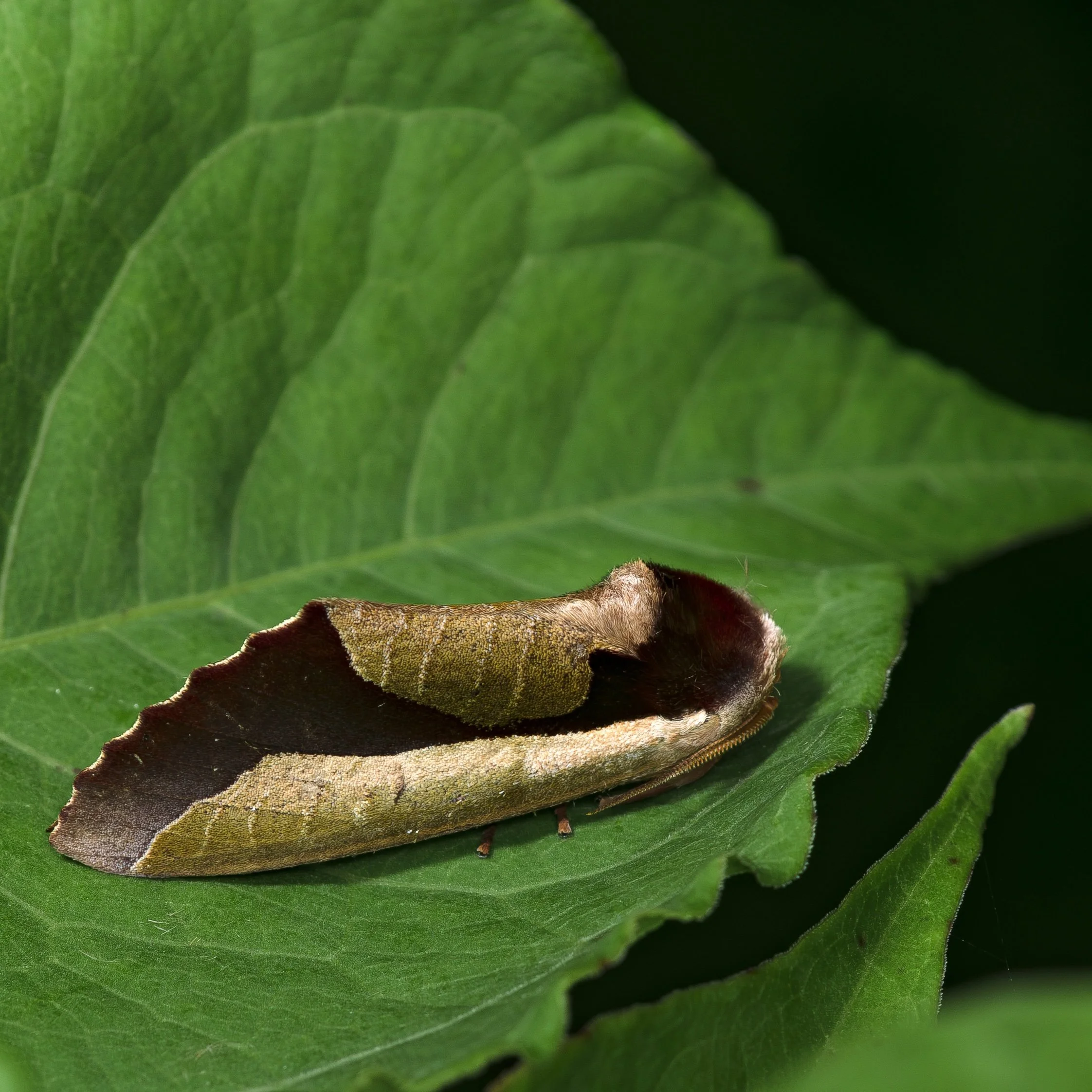 Hidemori Yazaki: 「Moths Calendar 〜軽井沢の蛾の一年〜」