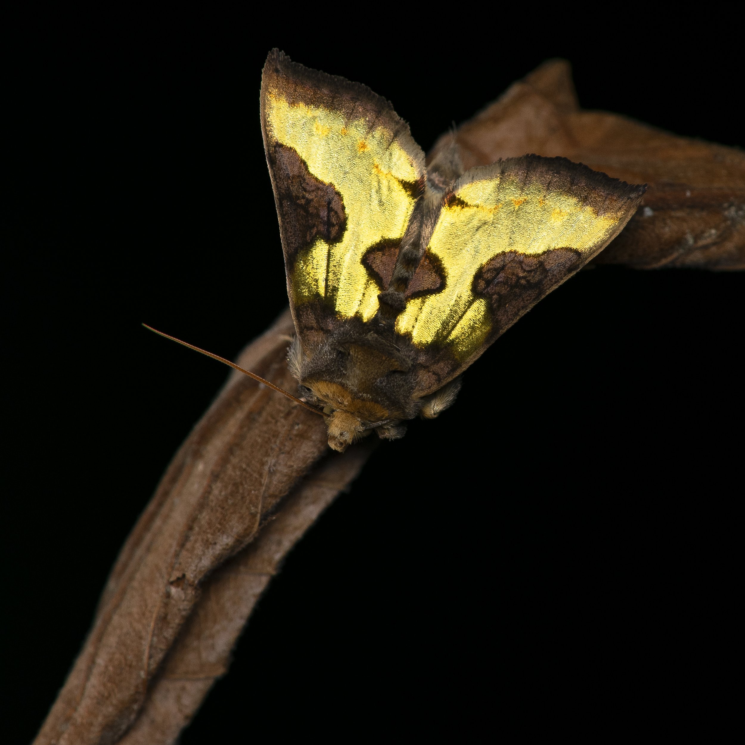 Hidemori Yazaki: 「Moths Calendar 〜軽井沢の蛾の一年〜」
