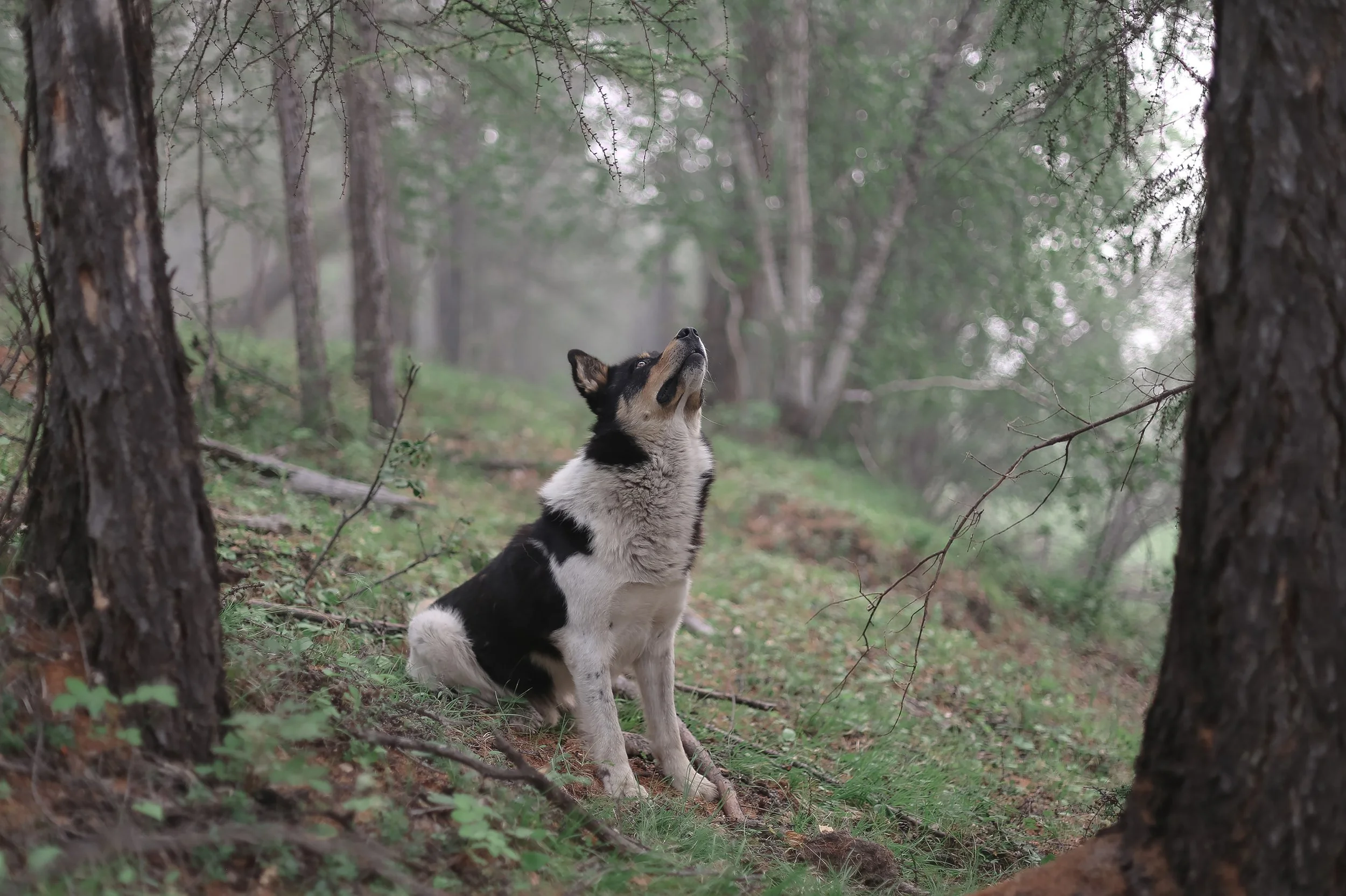 Lyu-fa Slava "When the Birch Leaves Shine"