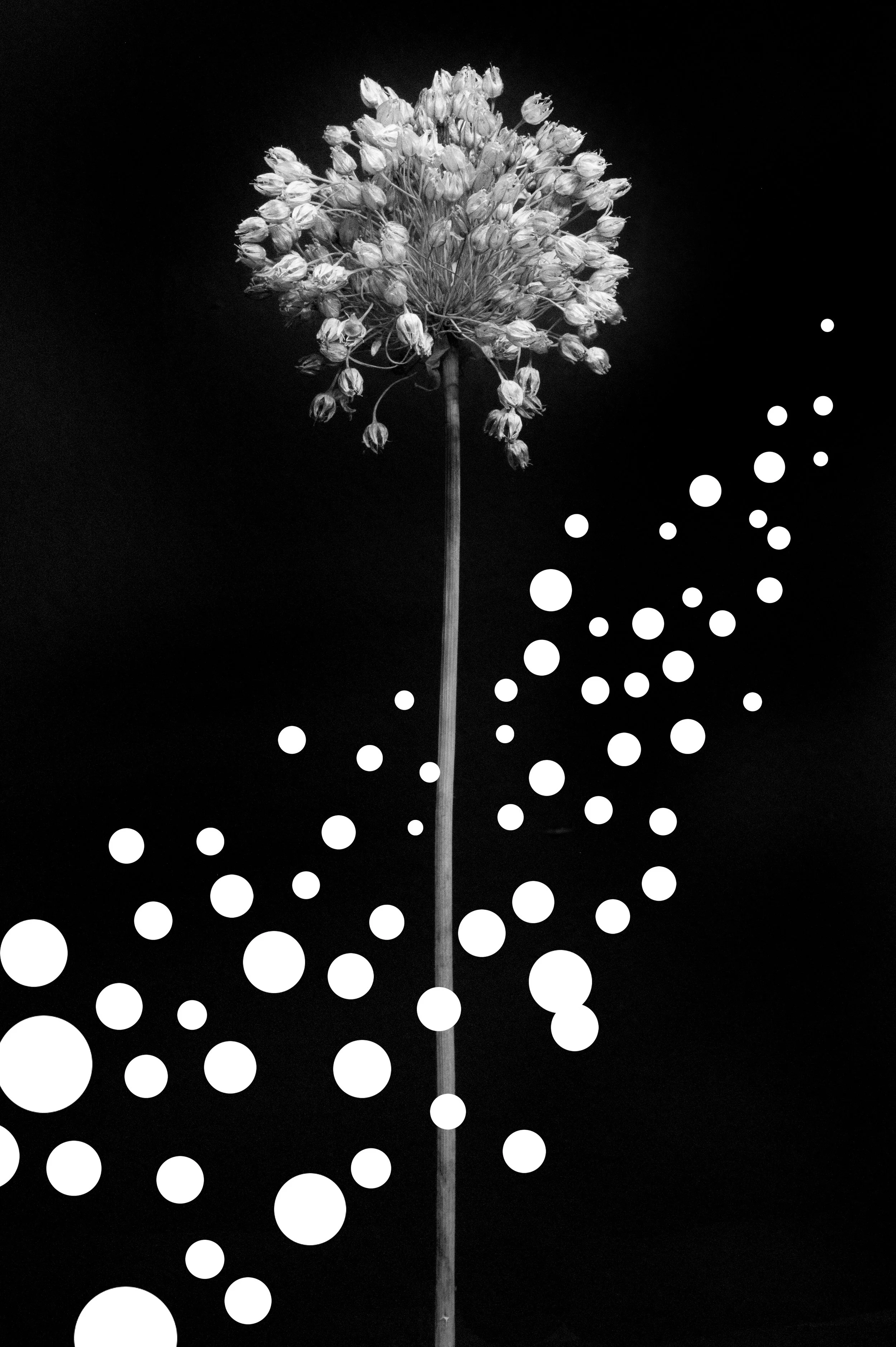 Akira Seo "free bird"
