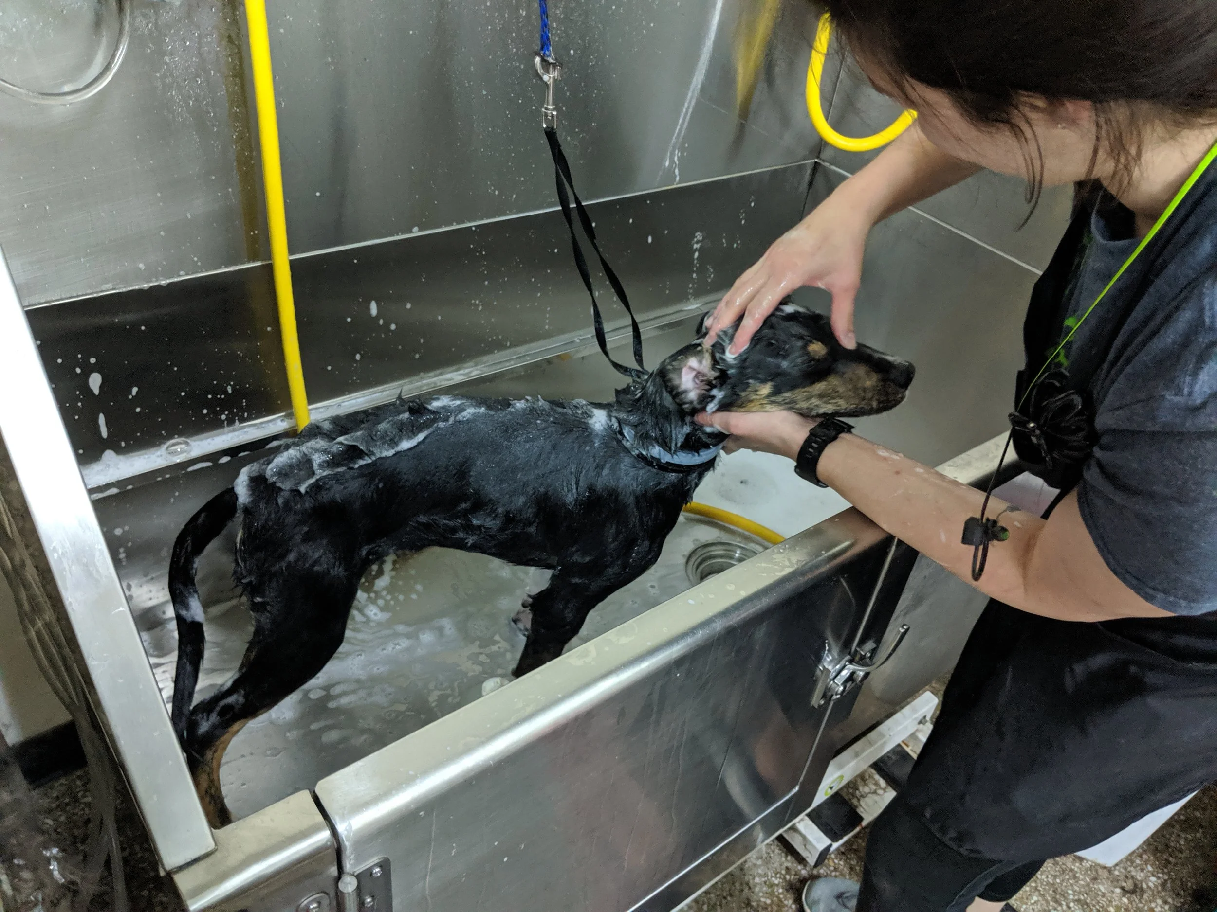 Shampoochies dog grooming