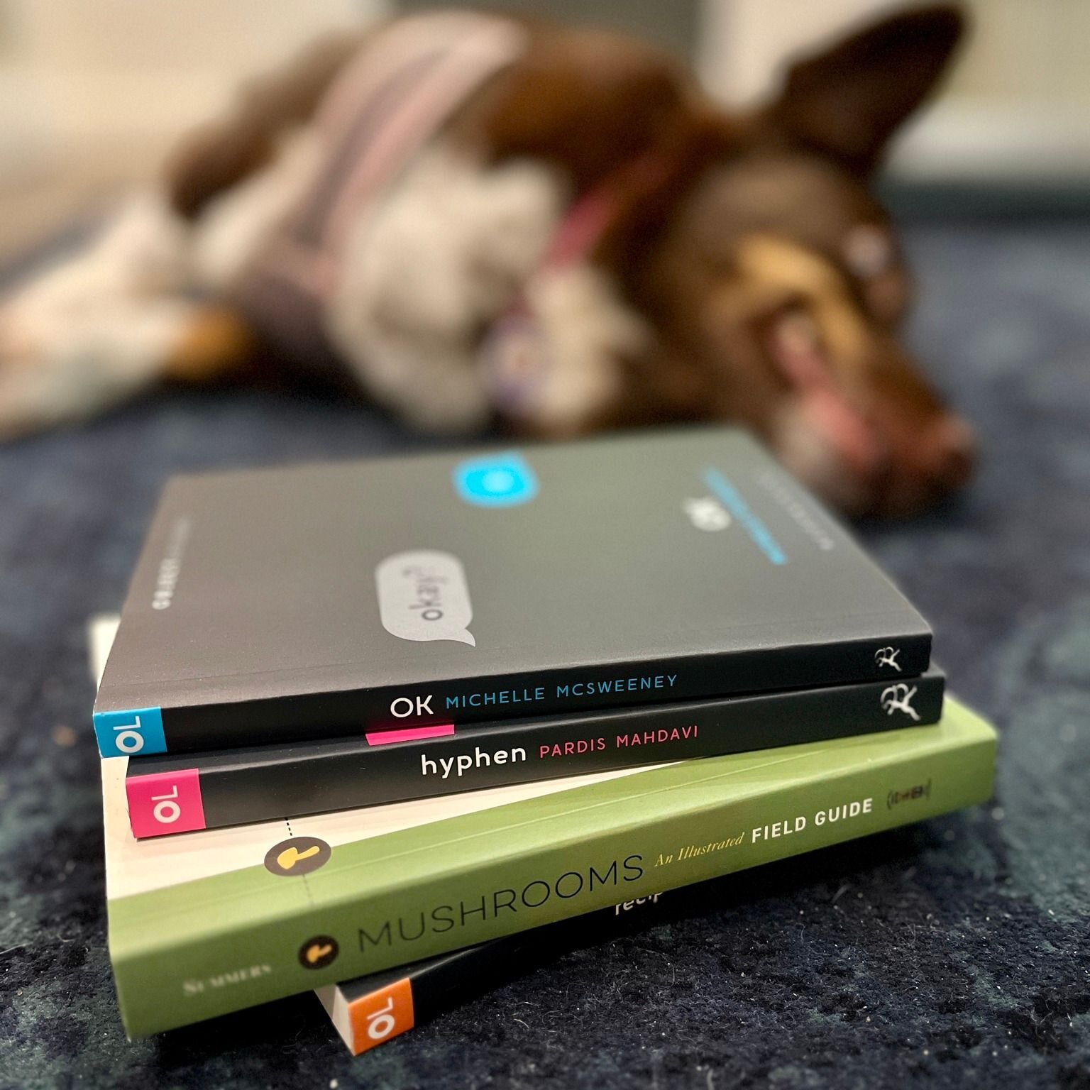 The best things come in small packages; just ask Hazel! 🐶
We've added to our collection of small pocket books, so you can always bring reading with you. 
(Corgi for scale.)

📖 Mushrooms: An Illustrated Field Guide
A beautifully illustrated pocket-s