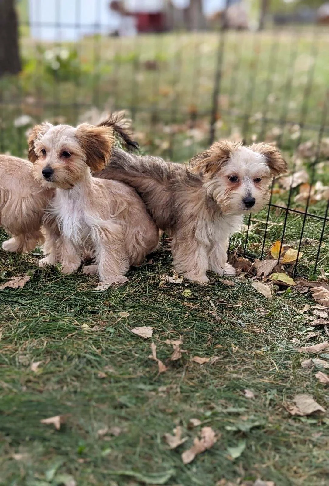 Morkies Minnesota Yorkies — Copper Red Acres