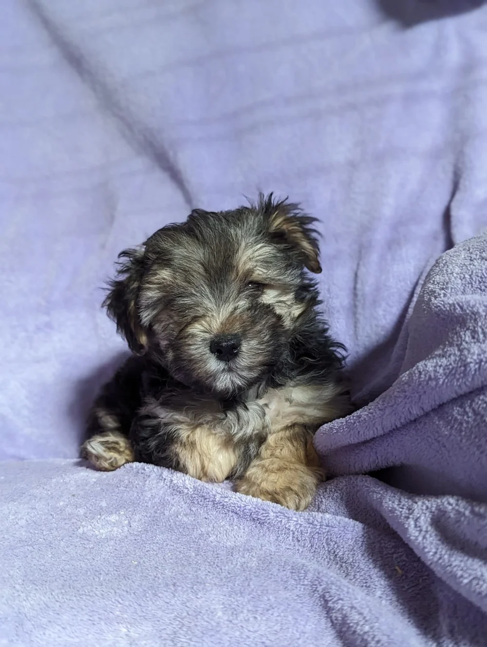 Morkies Minnesota Yorkies — Copper Red Acres