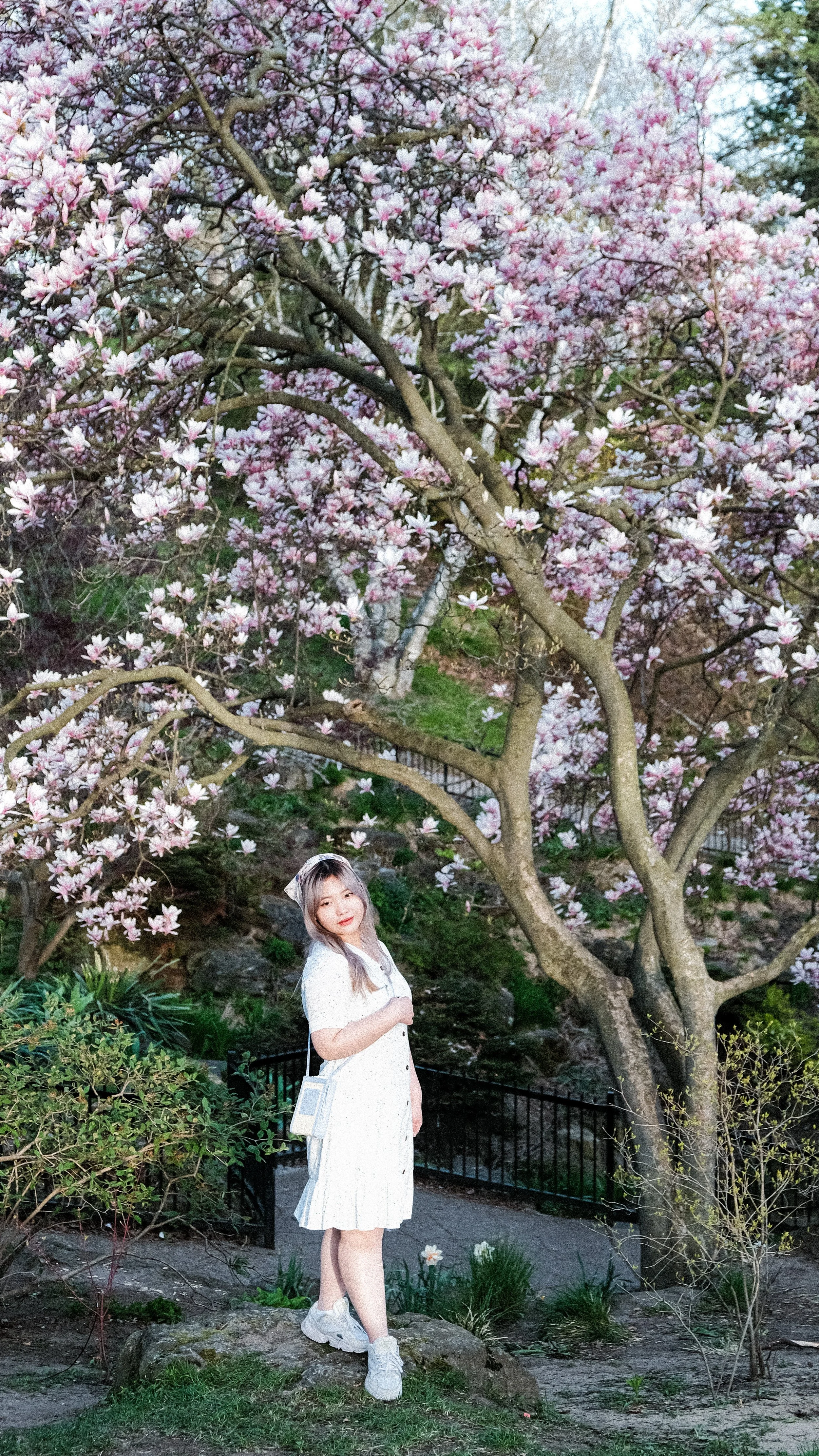 Young woman in a white dress and sneakers standing beneath blooming pink cherry blossom tree in a park.