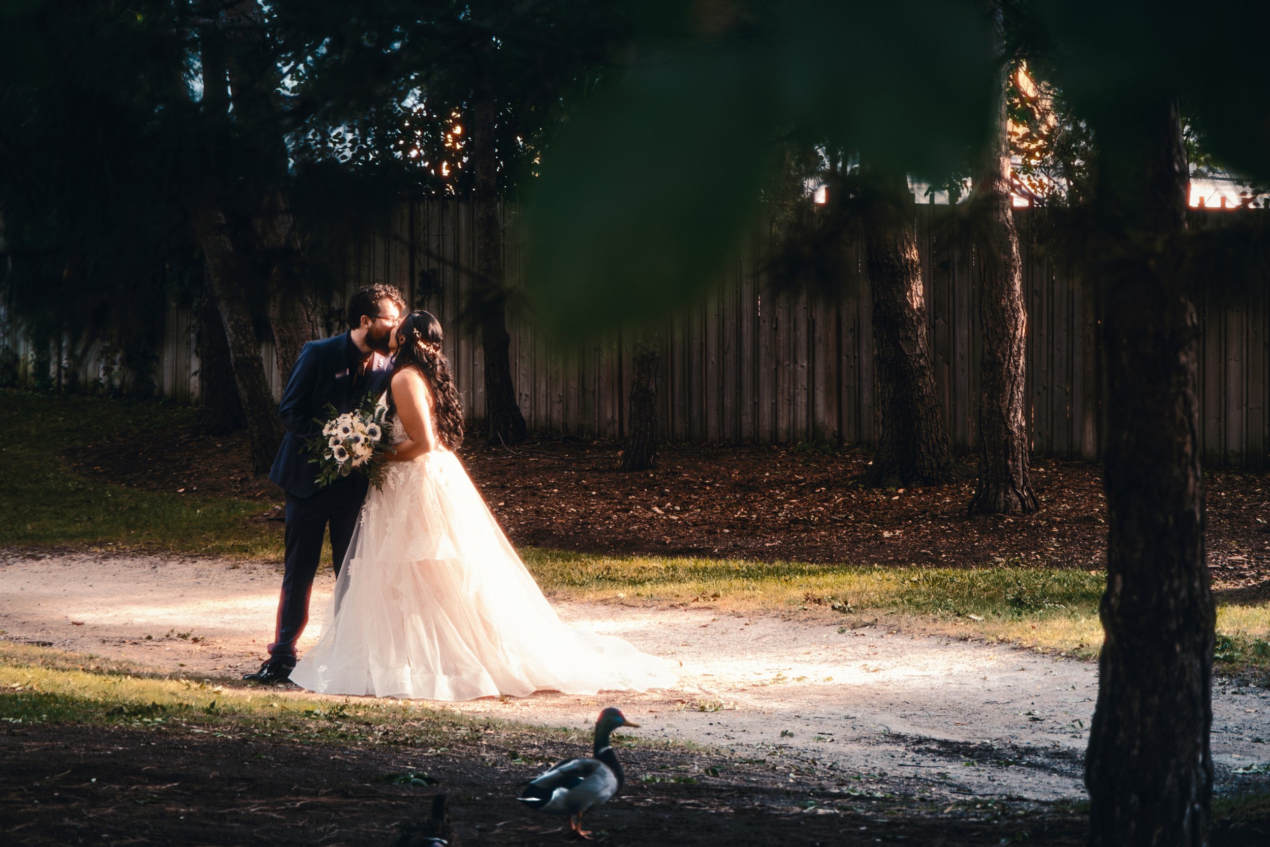 A bride and groom sharing a kiss outdoors at sunset, with a wooden fence and trees in the background, and a duck on the ground in the foreground.