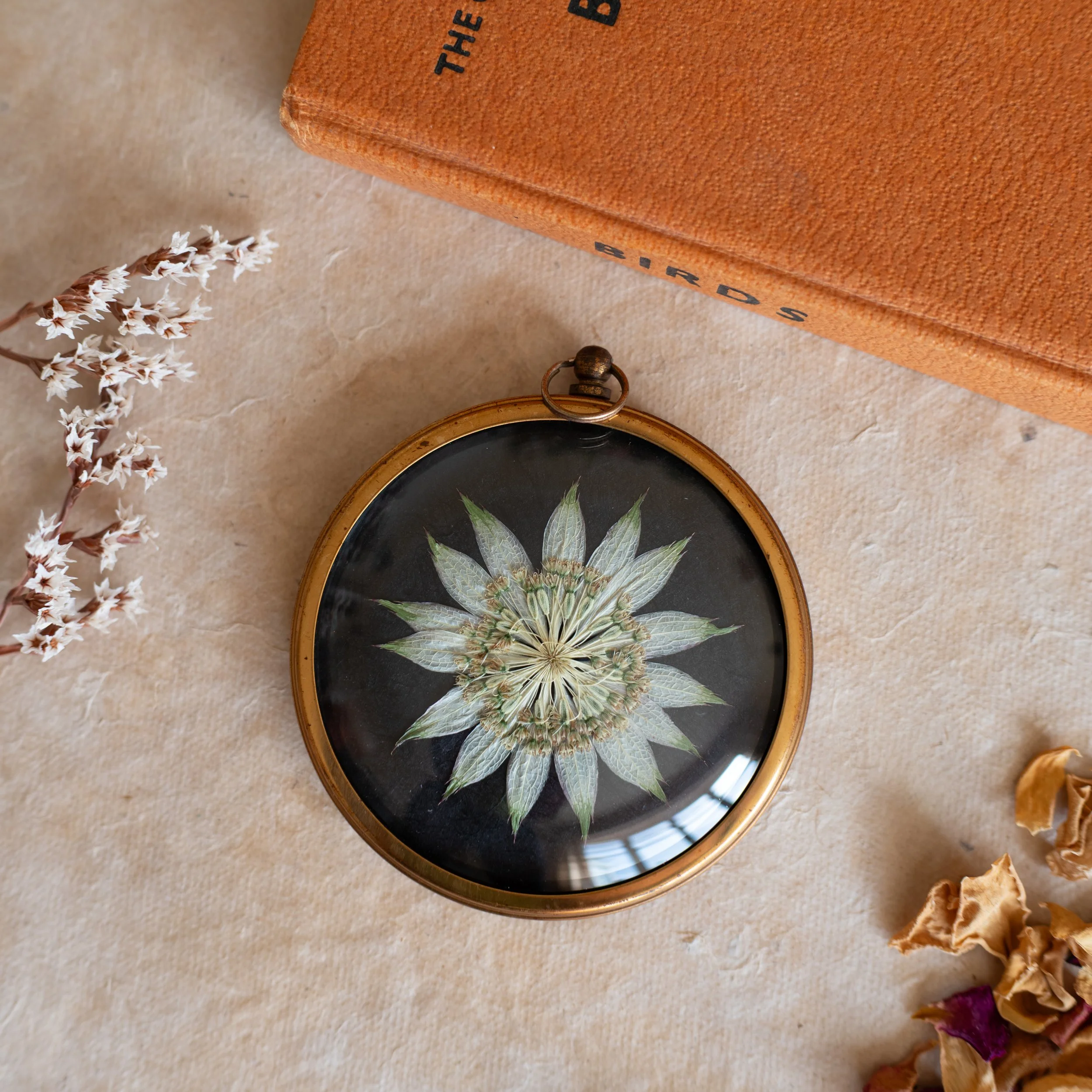 Vintage Collection - Astrantia 25
