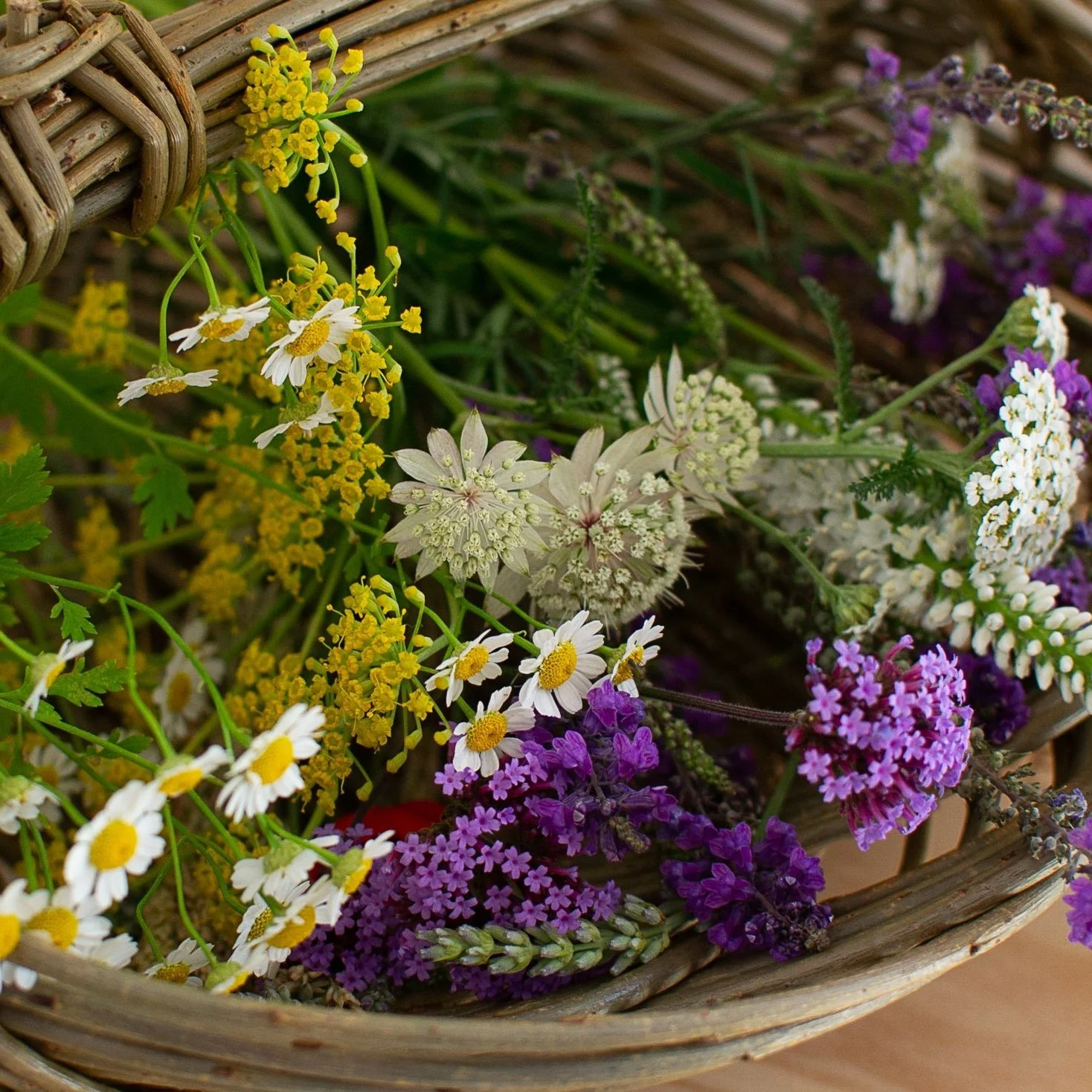 The Best Flowers to Press in Summer