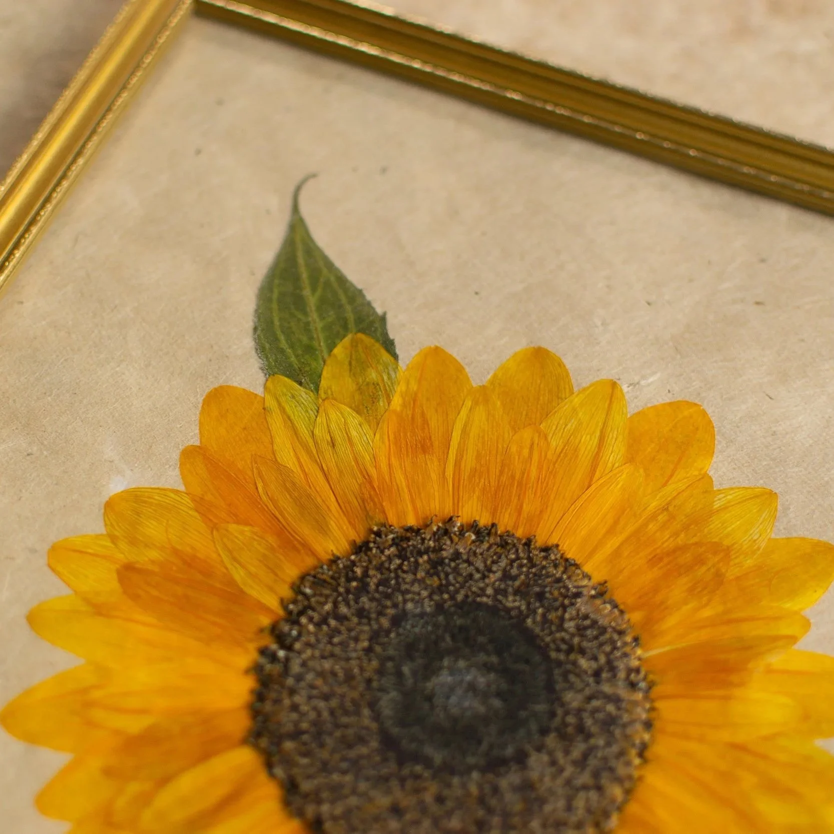 How to press thick flowers