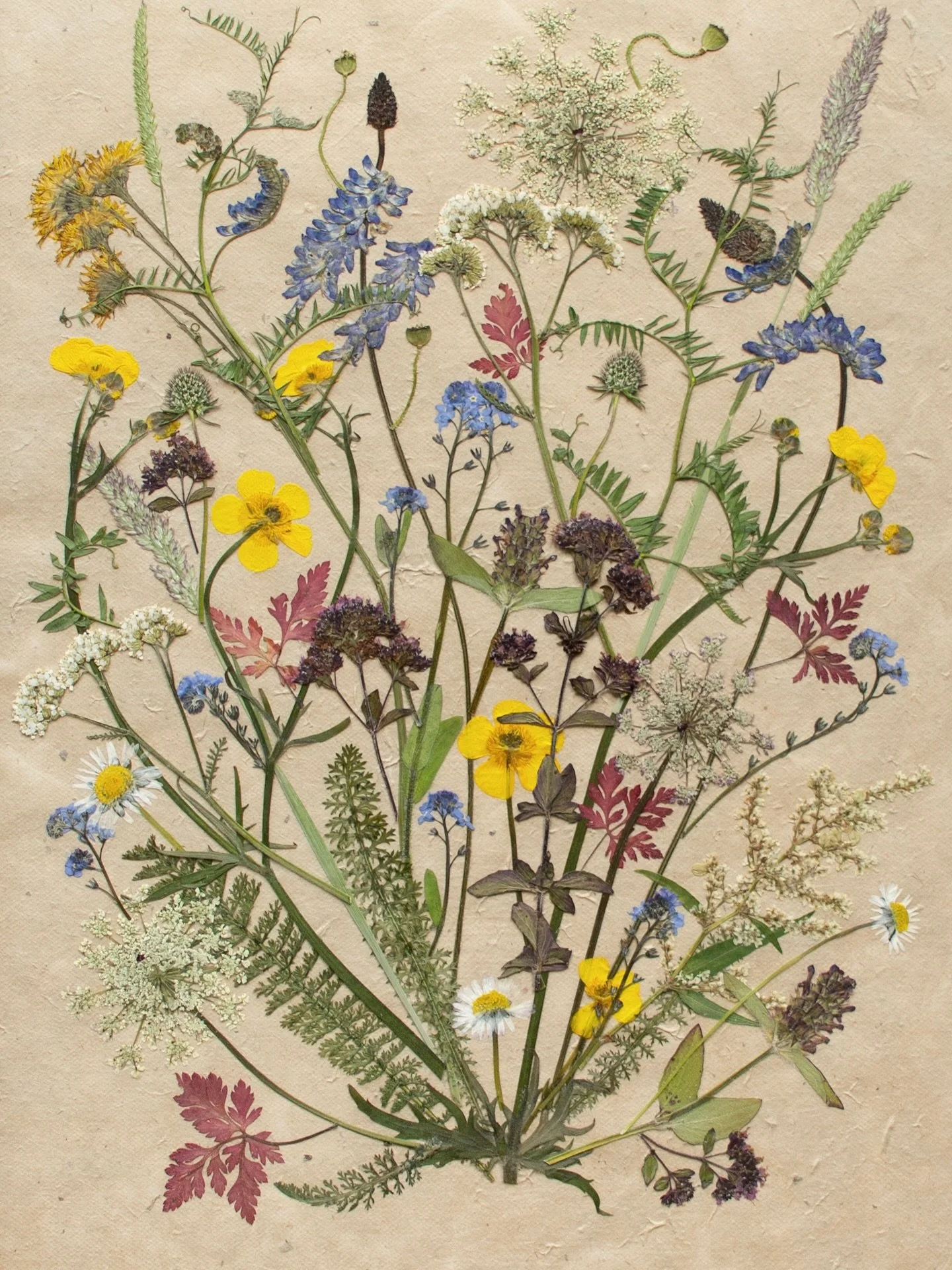 The beauty of pressed flowers.