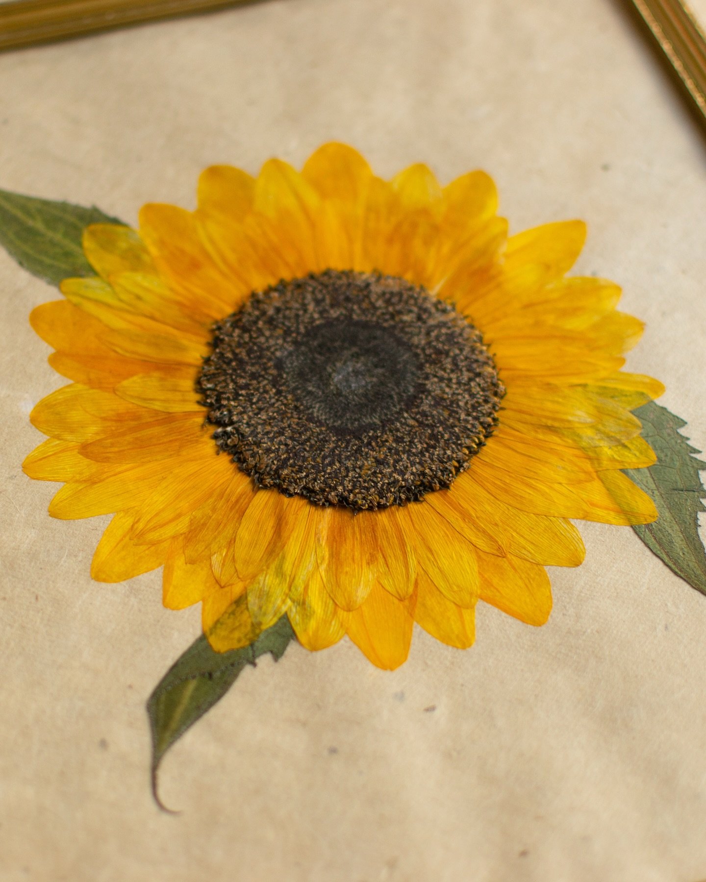 So much work goes into preserving a sunflower (all the parts are deconstructed for pressing and the centre requires extra special attention), but oh my it&rsquo;s worth it. Magical.