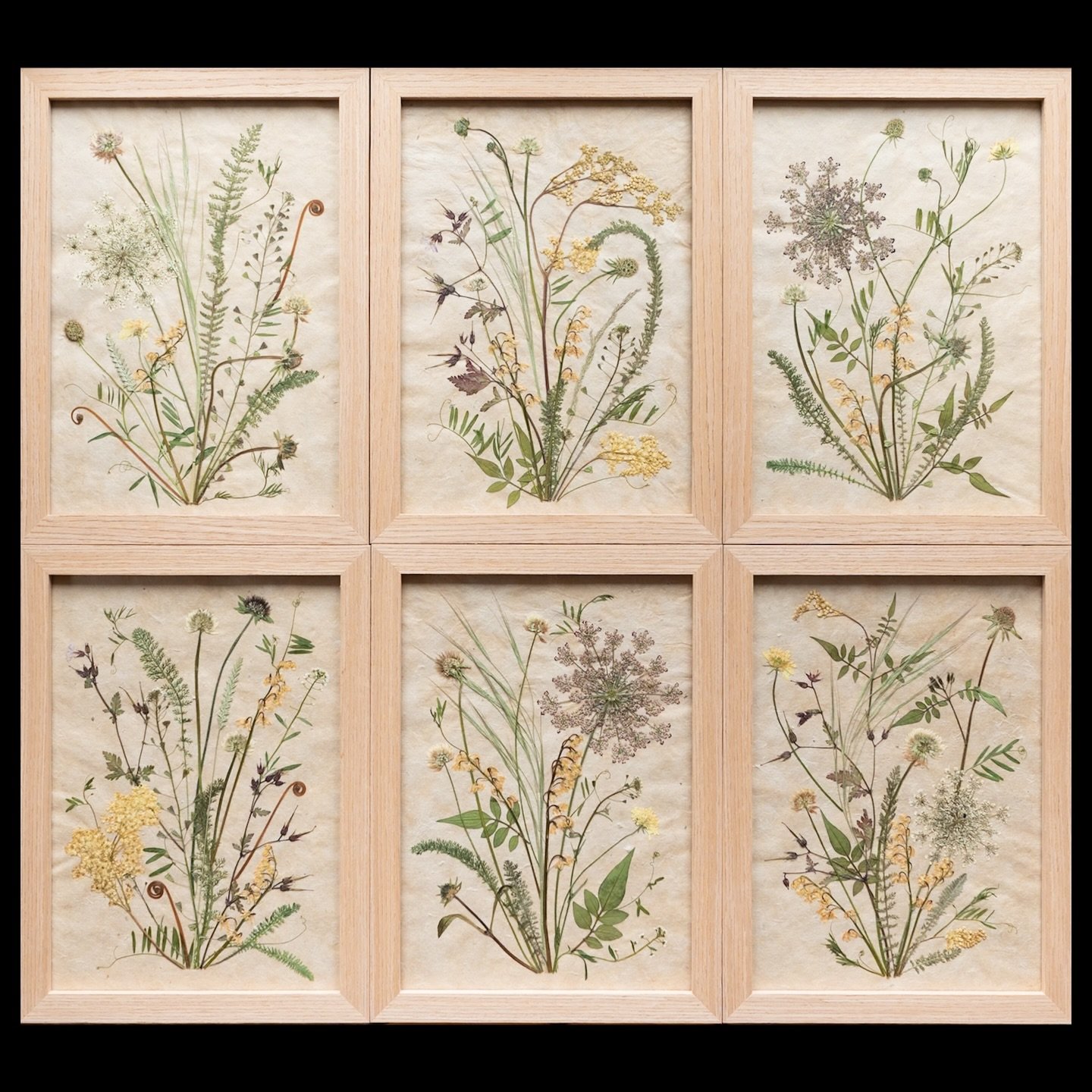 Wild Bouquet Collection 🤍

I have two of these beautiful pressed flower artworks left, they are being sold as a pair. Featuring homegrown traditionally pressed flowers on handmade lokta paper finished in UK-made solid oak frames with non-reflective 