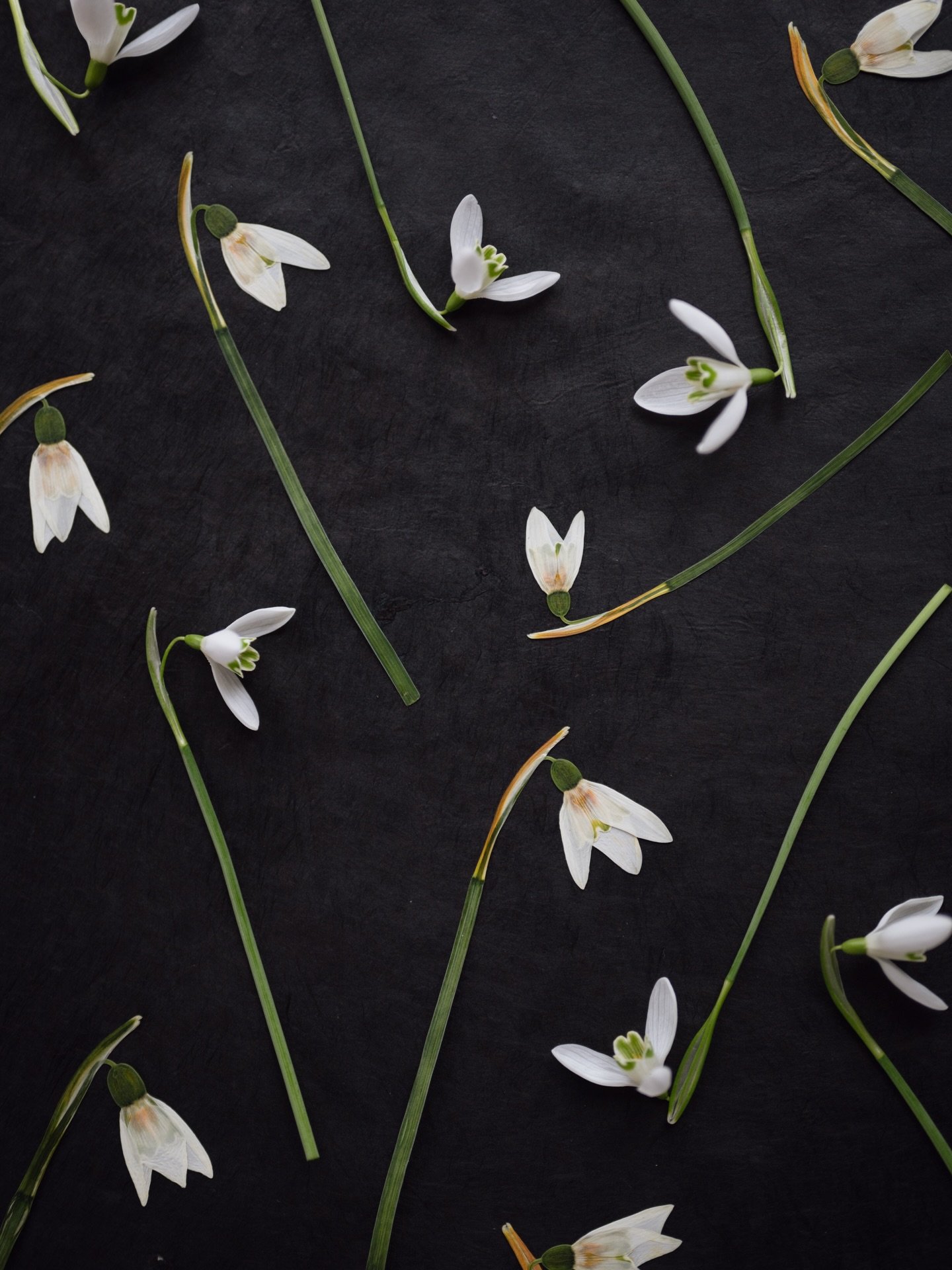 Beautiful snowdrops, fresh and pressed. I&rsquo;m looking forward to the return of the snowdrops early next year, they are one of the highlights of flower pressing during Winter. There&rsquo;ll be a guide to the best flowers to press each season in T