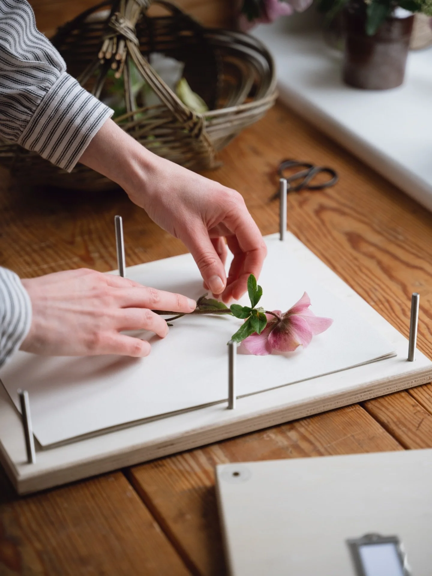 Traditional flower pressing encourages us to slow down,  live in the moment, notice beauty in our surroundings and reconnect with nature. If you&rsquo;d like to start, or elevate, your flower pressing journey, you can find a link to buy a gorgeous pr