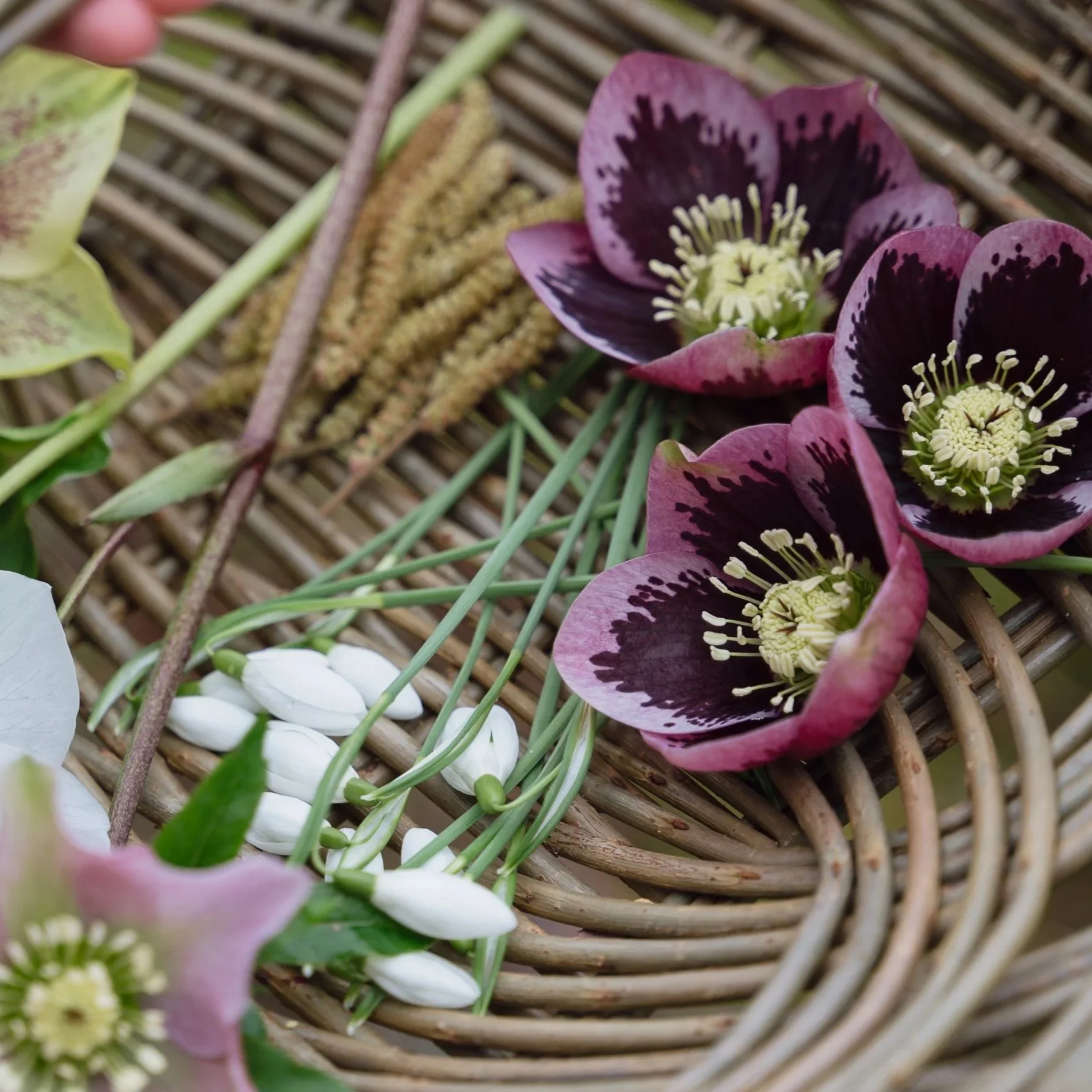 The Best Flowers to Press in Winter