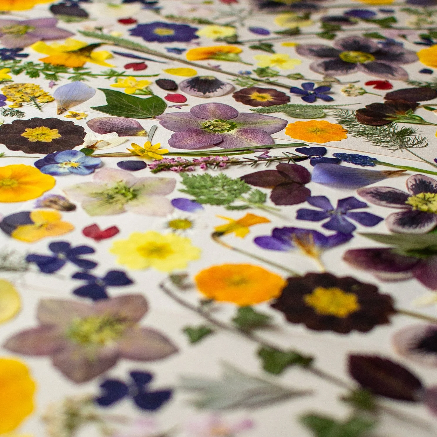How Do You Achieve Vibrant Colours When Pressing Flowers?