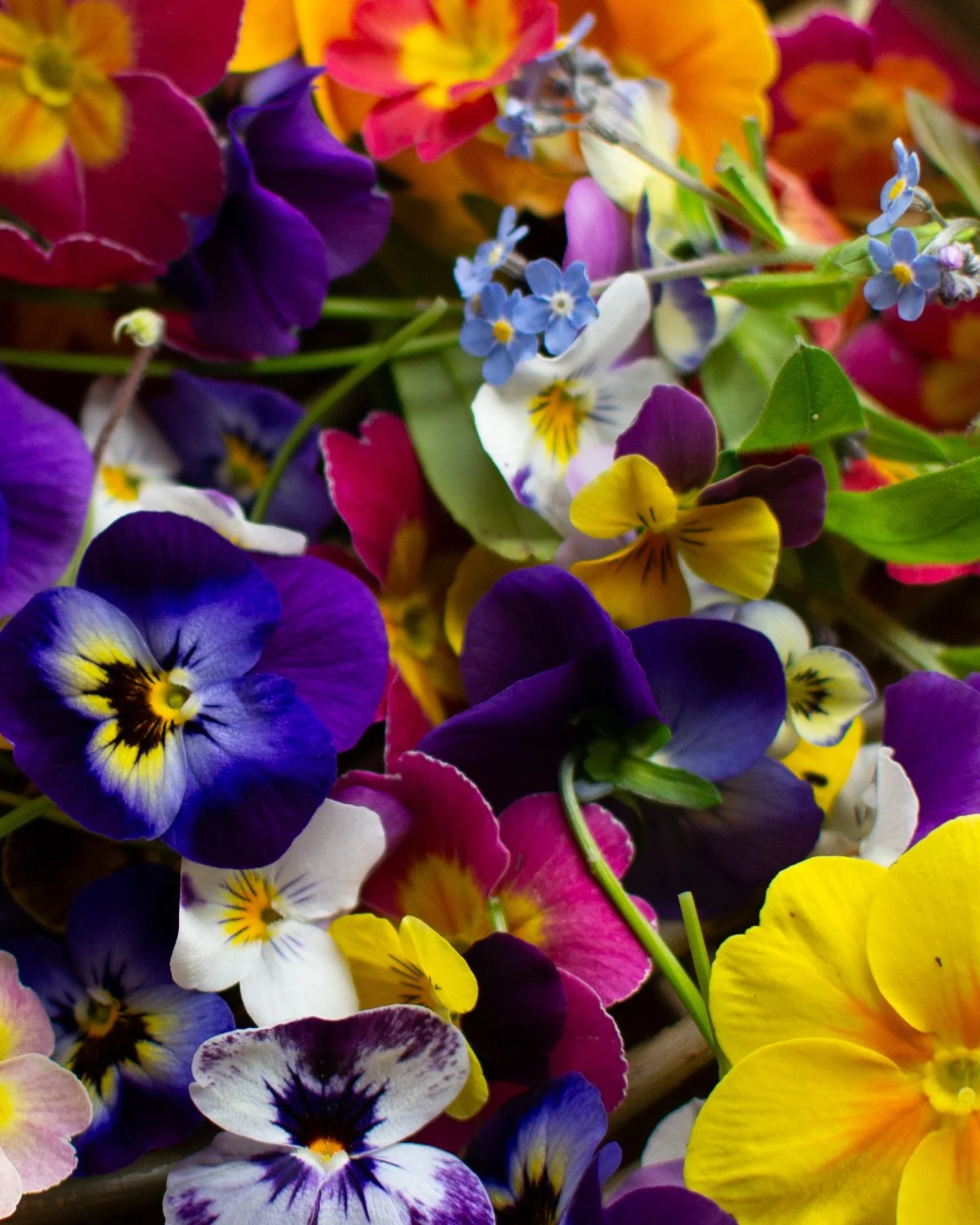 The magic of flowers 💛