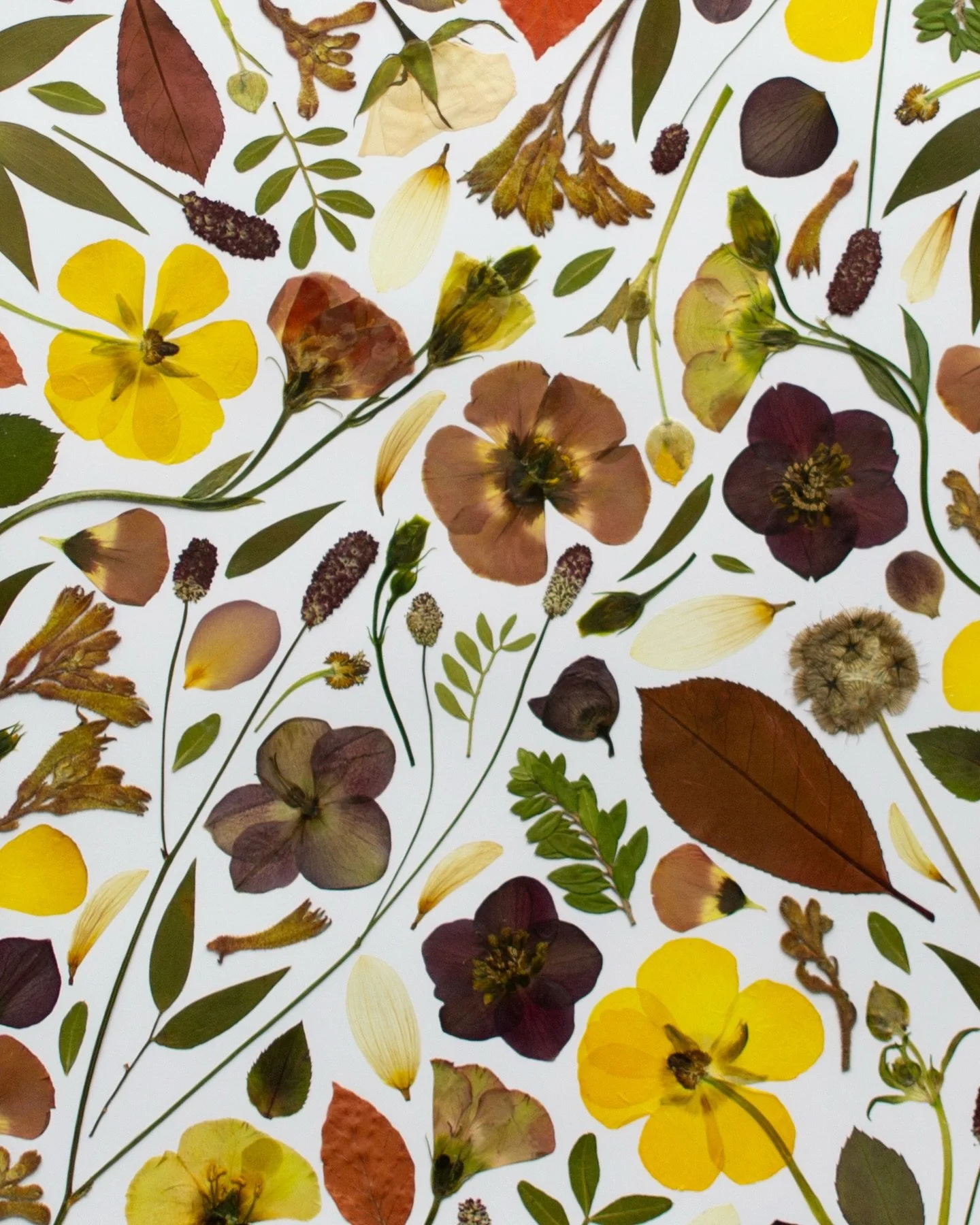 Some vibrant pressed flowers to brighten a dull day (we&rsquo;ve had non-stop rain here in Worcestershire today!). Every pre-order of The Pressed Flower Handbook gives you access to a free digital download of the artwork in the final image - you can 