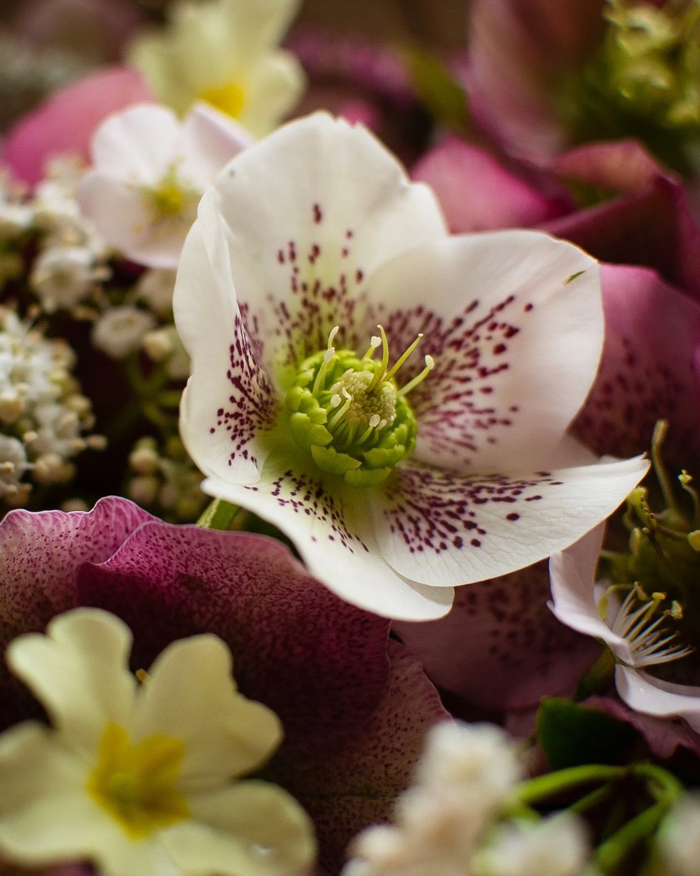 When you start to notice the incredible details in every flower, a whole new world opens up. 🤍