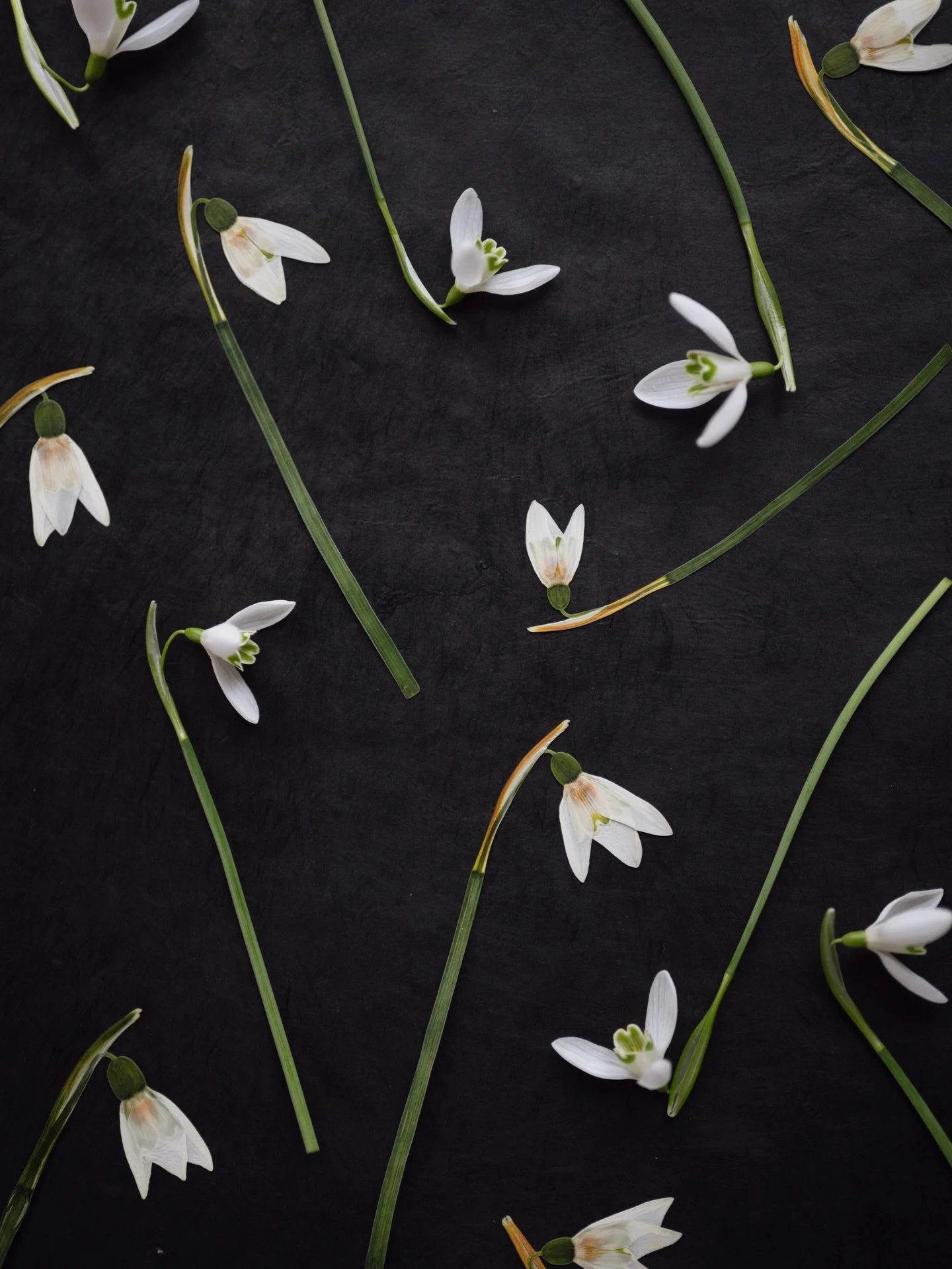 The beauty of snowdrops, fresh and pressed. 🤍