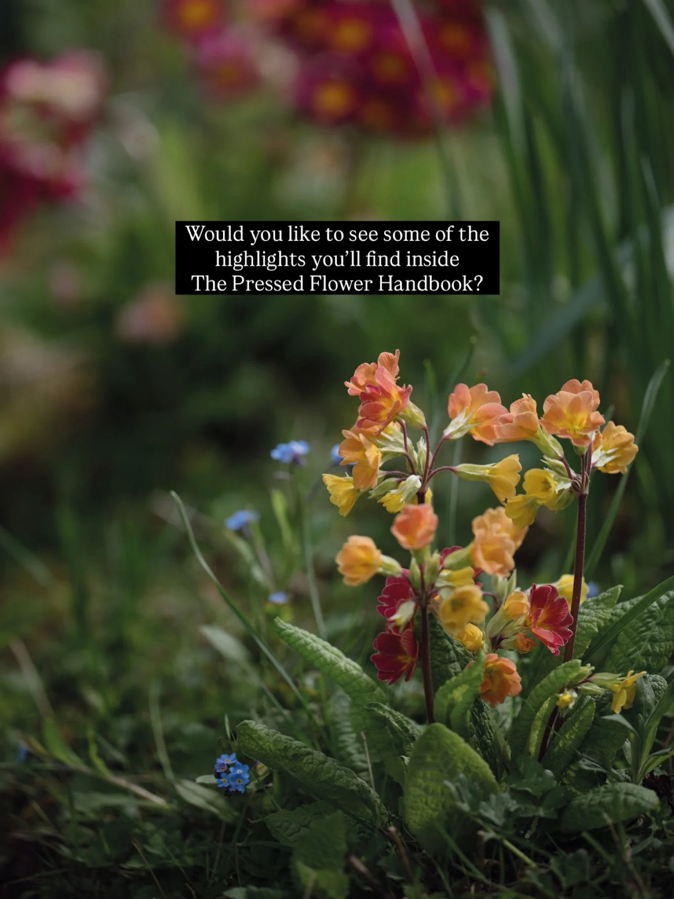 Thank you so much for your wonderful messages of support about The Pressed Flower Handbook. I&rsquo;ve found such a kind and supportive community here.

As we near the publication date, I thought I&rsquo;d show you some of the magic you&rsquo;ll find