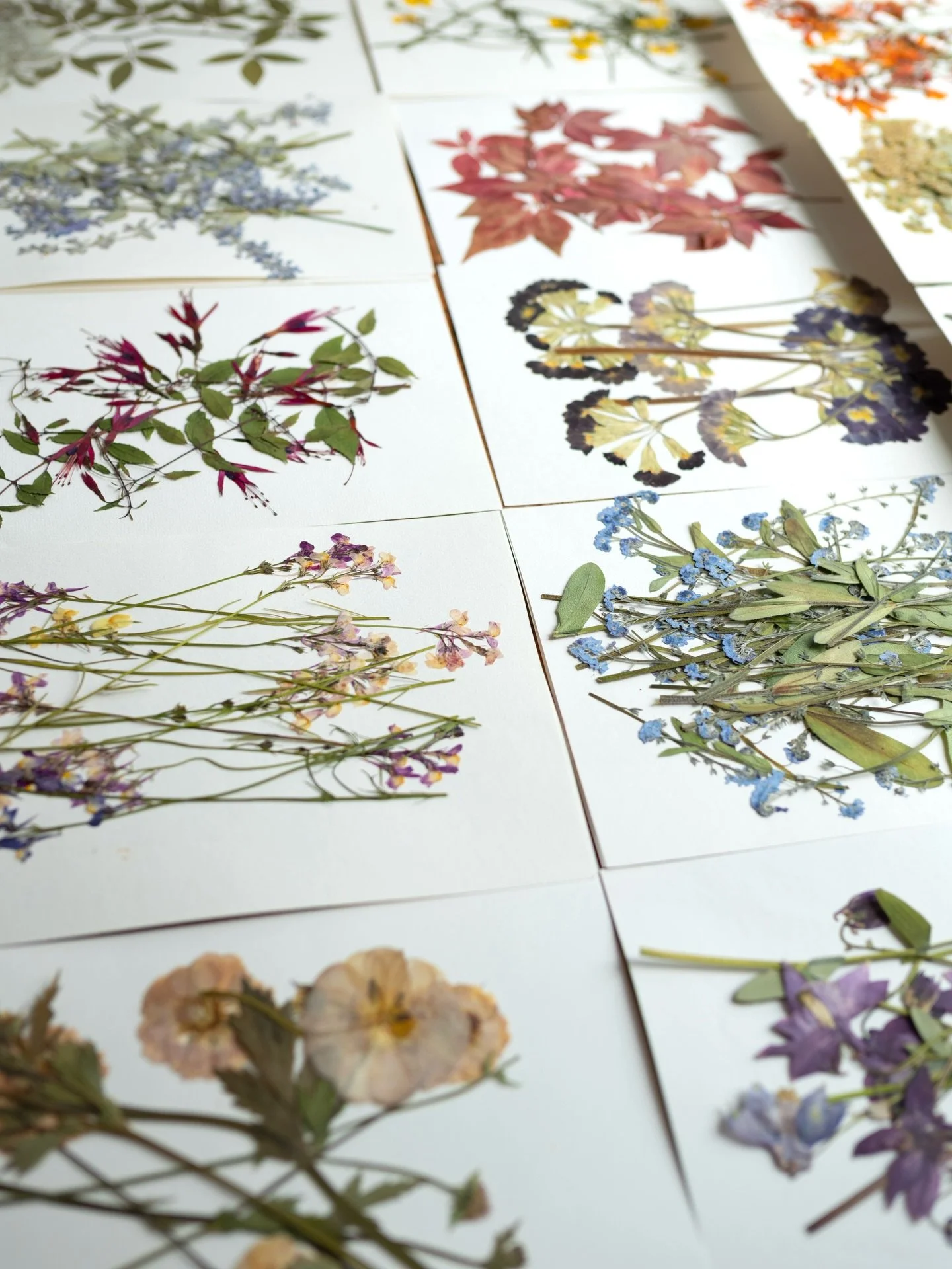 I frequently get asked how I achieve such beautiful and vibrant colours when pressing flowers. There are lots of factors that can affect colour retention - if you&rsquo;d like to find out more there&rsquo;s a post on the Meadow and Thyme blog all abo