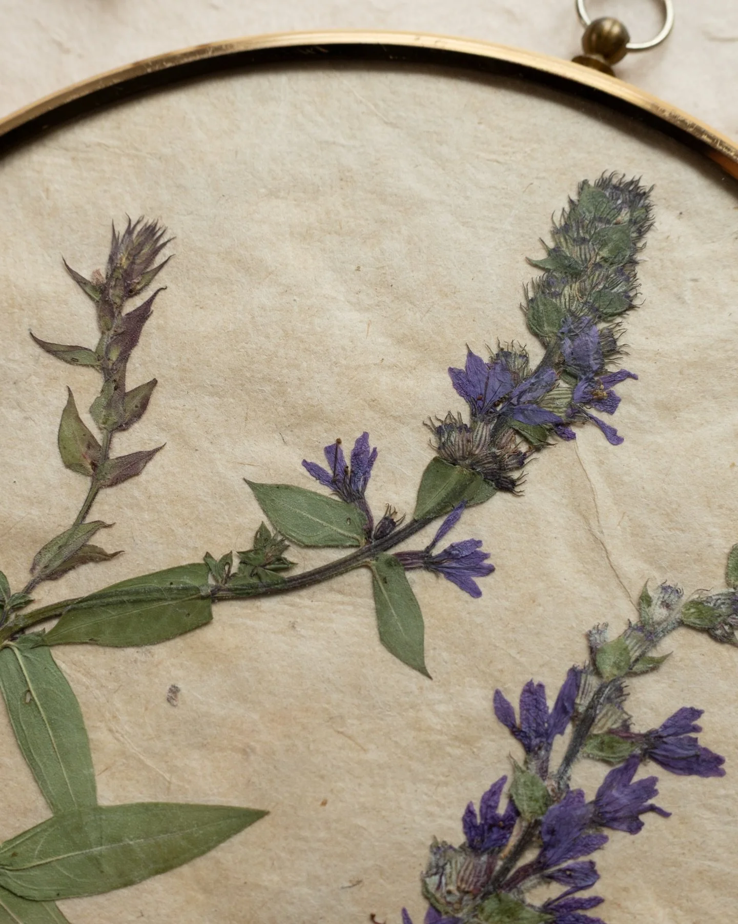 Take a closer look at the amazing details captured in my beautiful pressed flowers. You can find these treasures and more on the Meadow and Thyme website. 🤍 #pressedflowers