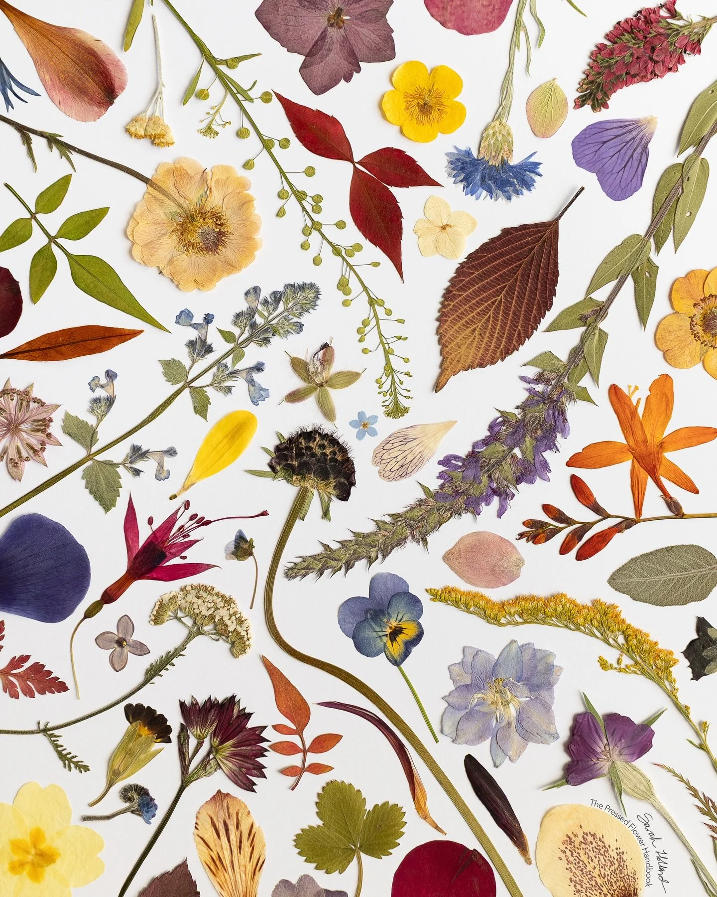 THANK YOU

Every pre-order of The Pressed Flower Handbook means so much - I&rsquo;m truly grateful to each and every one of you! Don&rsquo;t forget that as a thank you from me, every pre-order gives you access to download this beautiful digital print