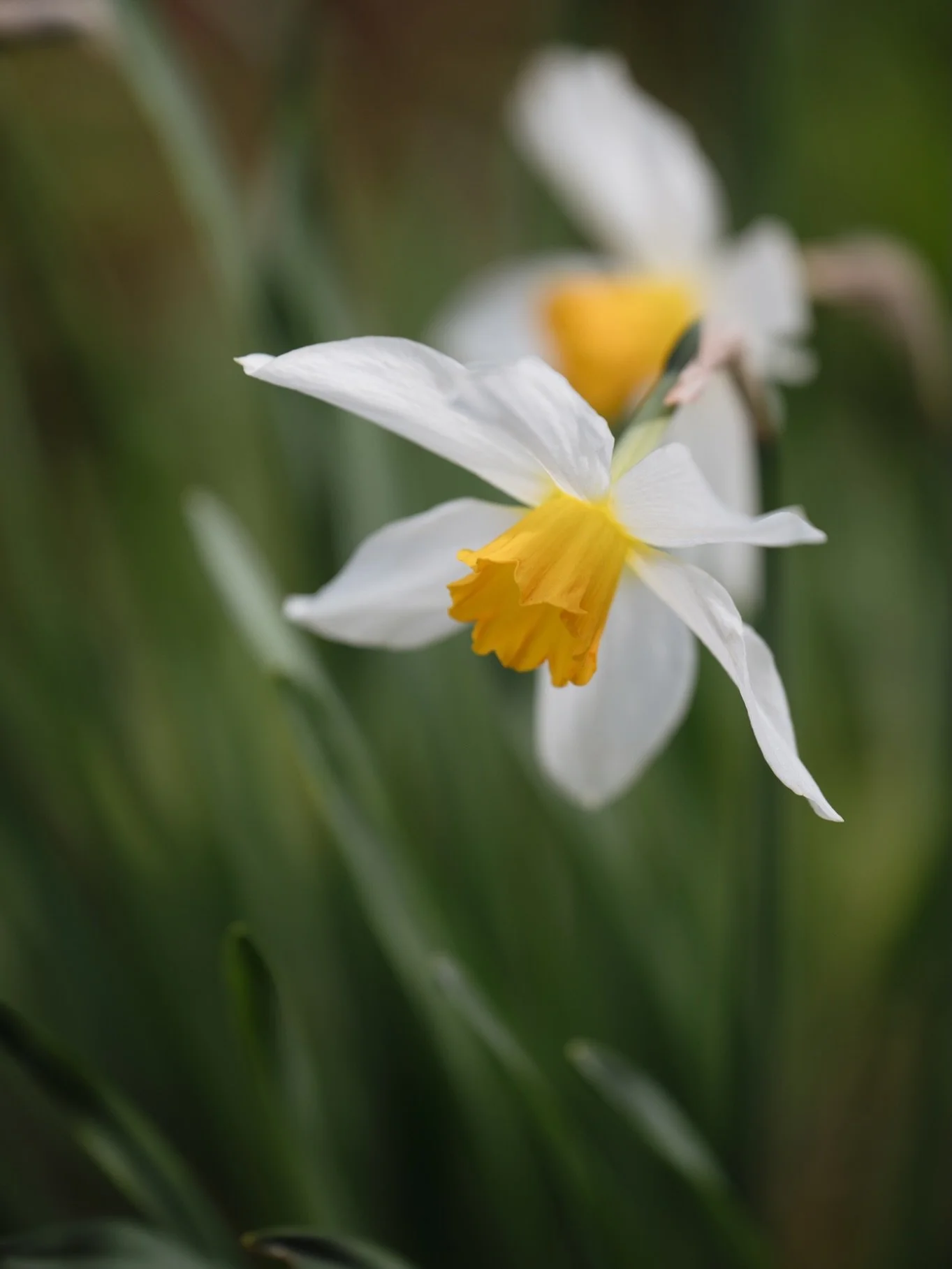 Glimpses of the garden.