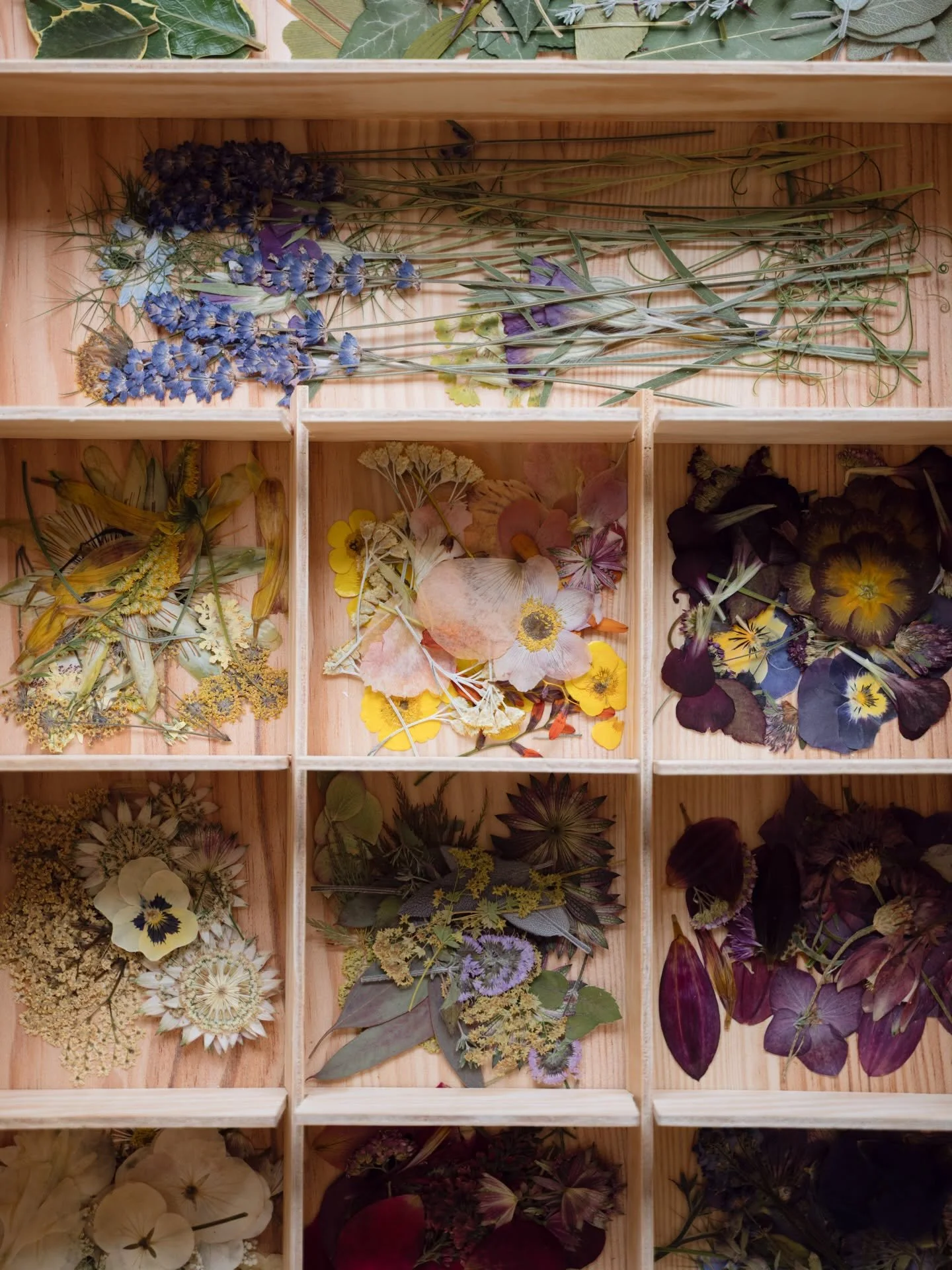 Learn how to achieve beautiful, vibrant pressed flowers with my expert guidance in my debut book, The Pressed Flower Handbook. Featuring step-by-step instructions, tips for storage, colour retention and the best flowers to press in each season, along