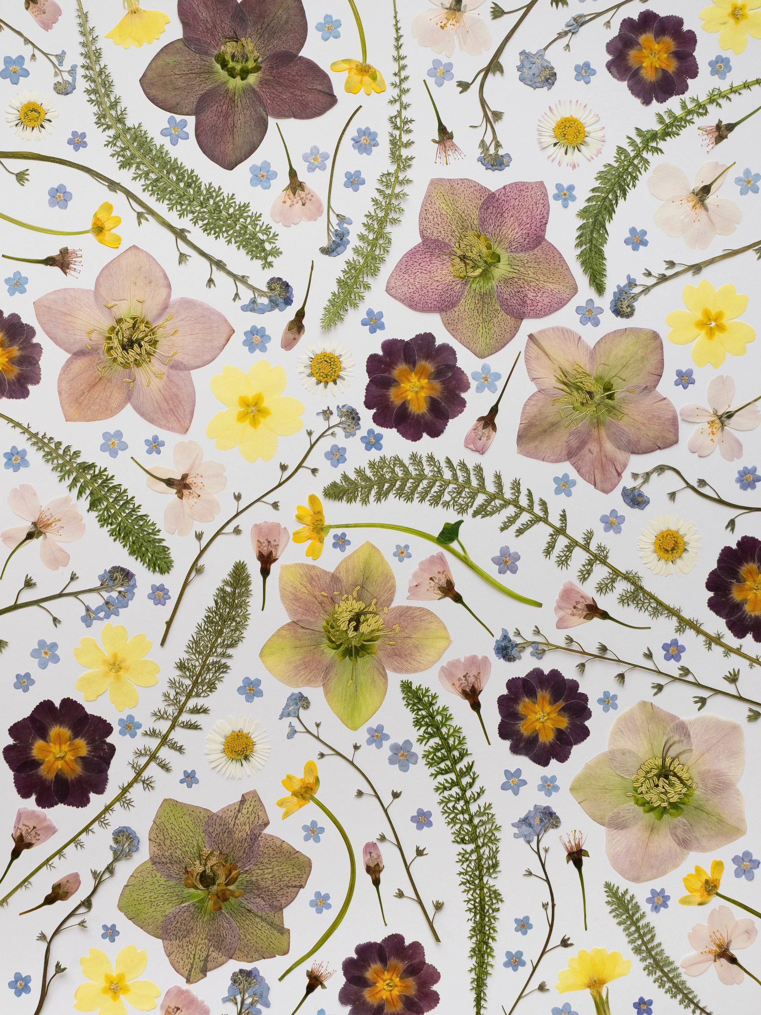 If you&rsquo;d like to learn my flower pressing techniques and achieve stunning results like this, The Pressed Flower Handbook has been written for you.

Featuring a step-by-step guide for traditional flower pressing alongside instructions for how to