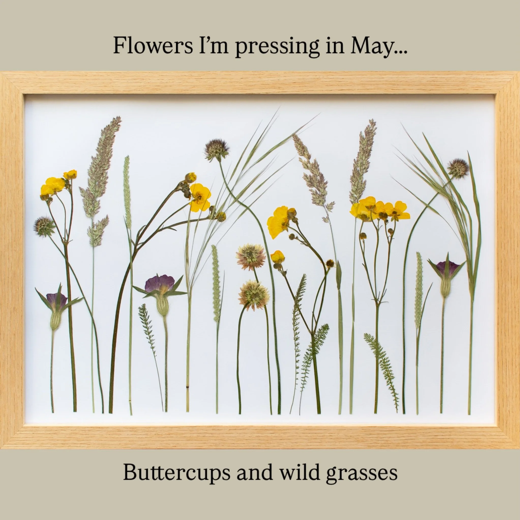 May is a bountiful month for flower pressing - here are some examples of flowers that can be pressed at this glorious time of year. You can find lots of these pieces for sale on my website, or if you are feeling inspired to give flower pressing a go 
