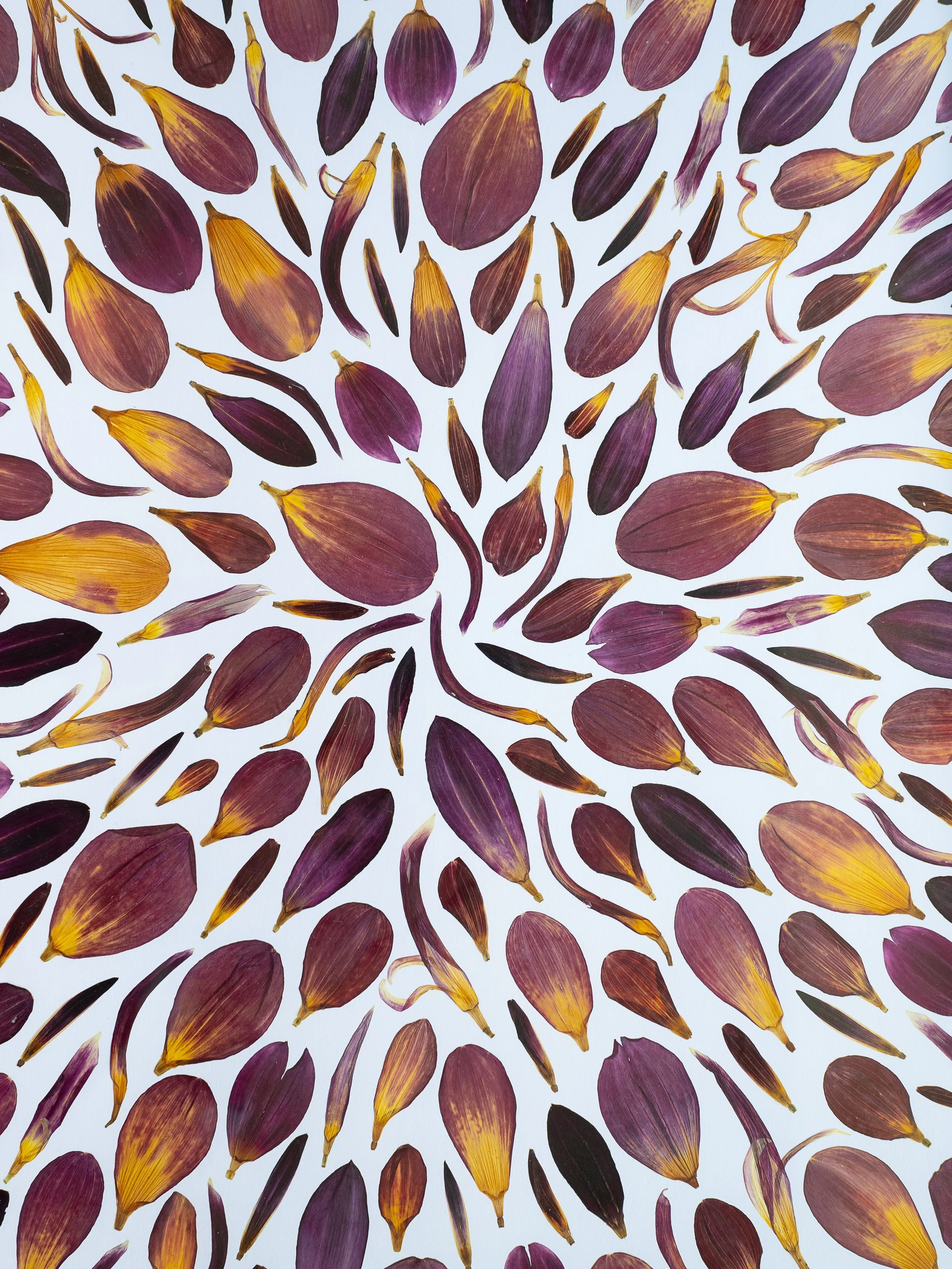 There are so many different ways to press and create with flowers. This mesmerising artwork is made with individually pressed dahlia petals - the shapes and details are really beautiful! 💕