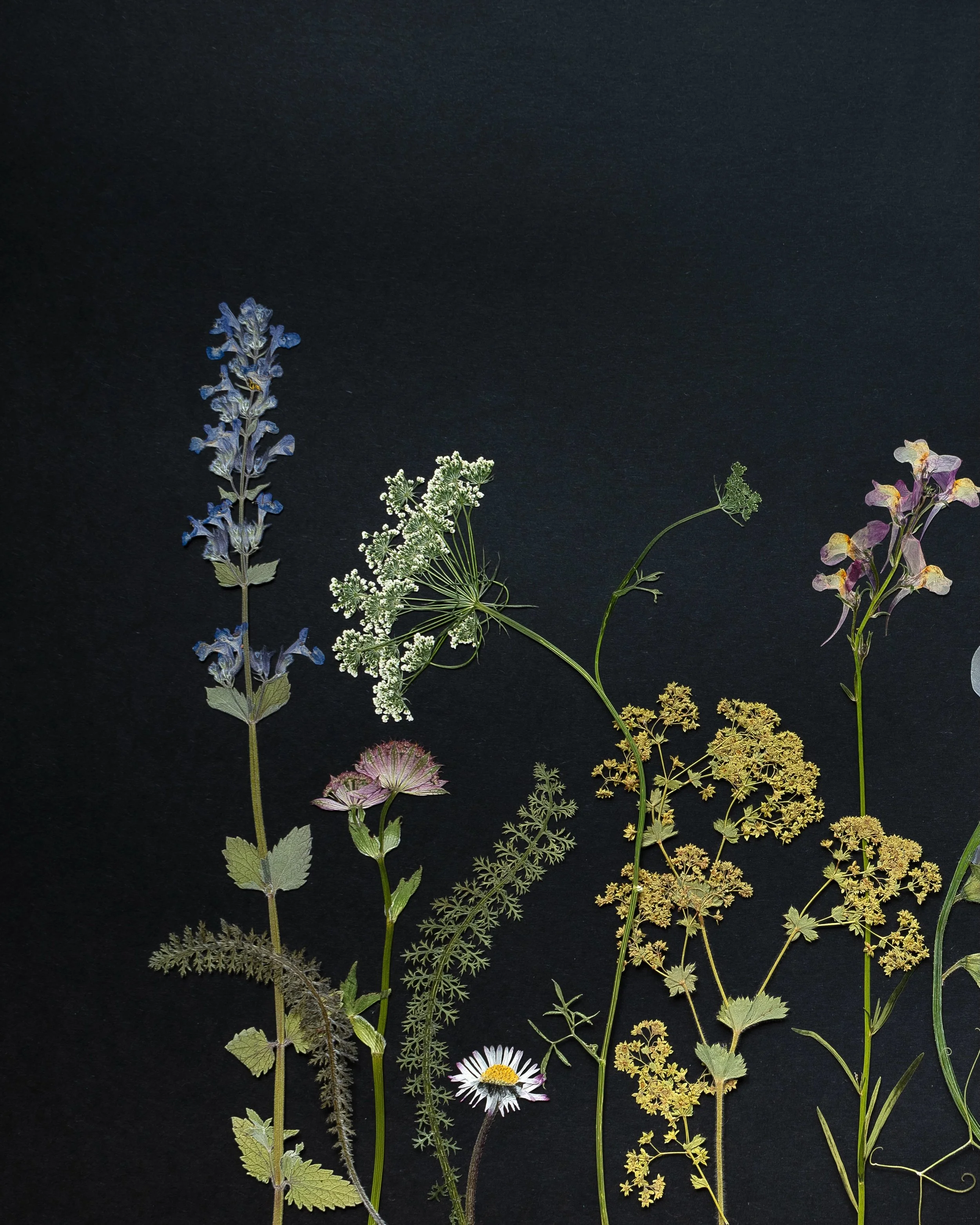 These gorgeous endpapers inside The Pressed Flower Handbook are getting a lot of love! I&rsquo;m so happy to be able to share the beauty of flower pressing with the world through my book - have you bought your copy yet? 🤍