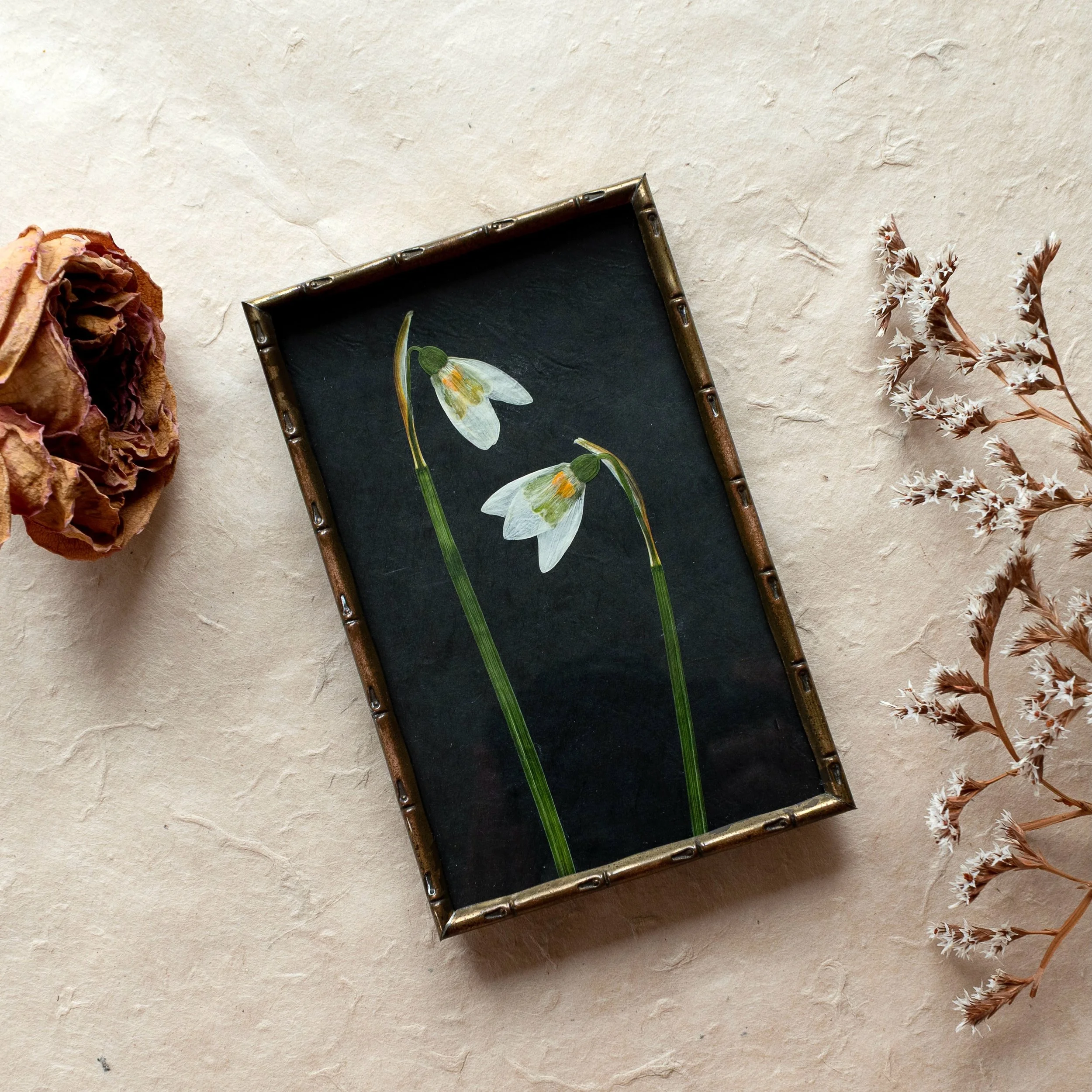 Not all pressed flowers work well when mounted onto a dark background - the colour can sometimes show through the delicate petals and dull the flowers - but for those that do work, they are beautifully striking. 🤍 #pressedflowers
