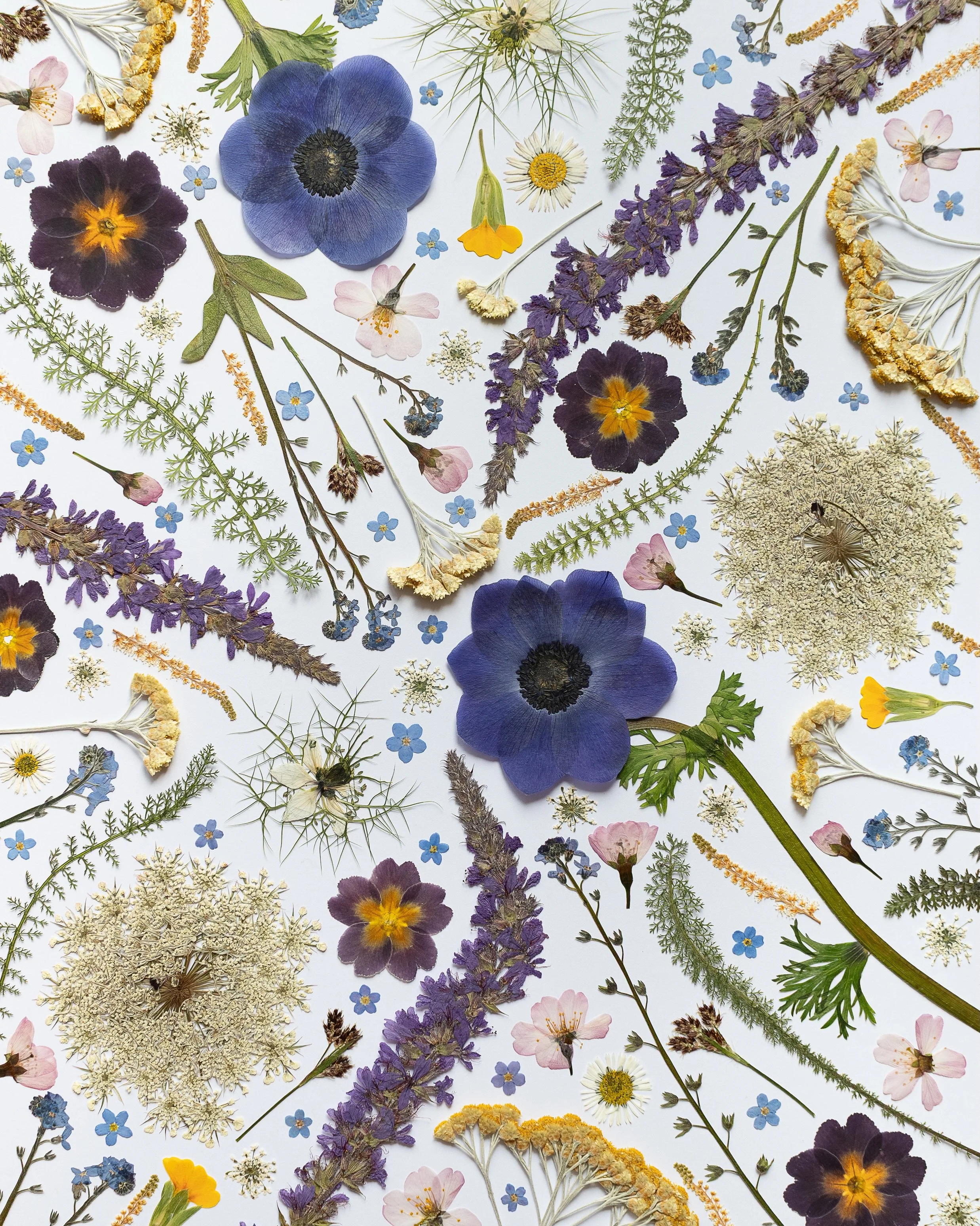 Warning&hellip; flower pressing is addictive, read The Pressed Flower Handbook at your own risk! 💙