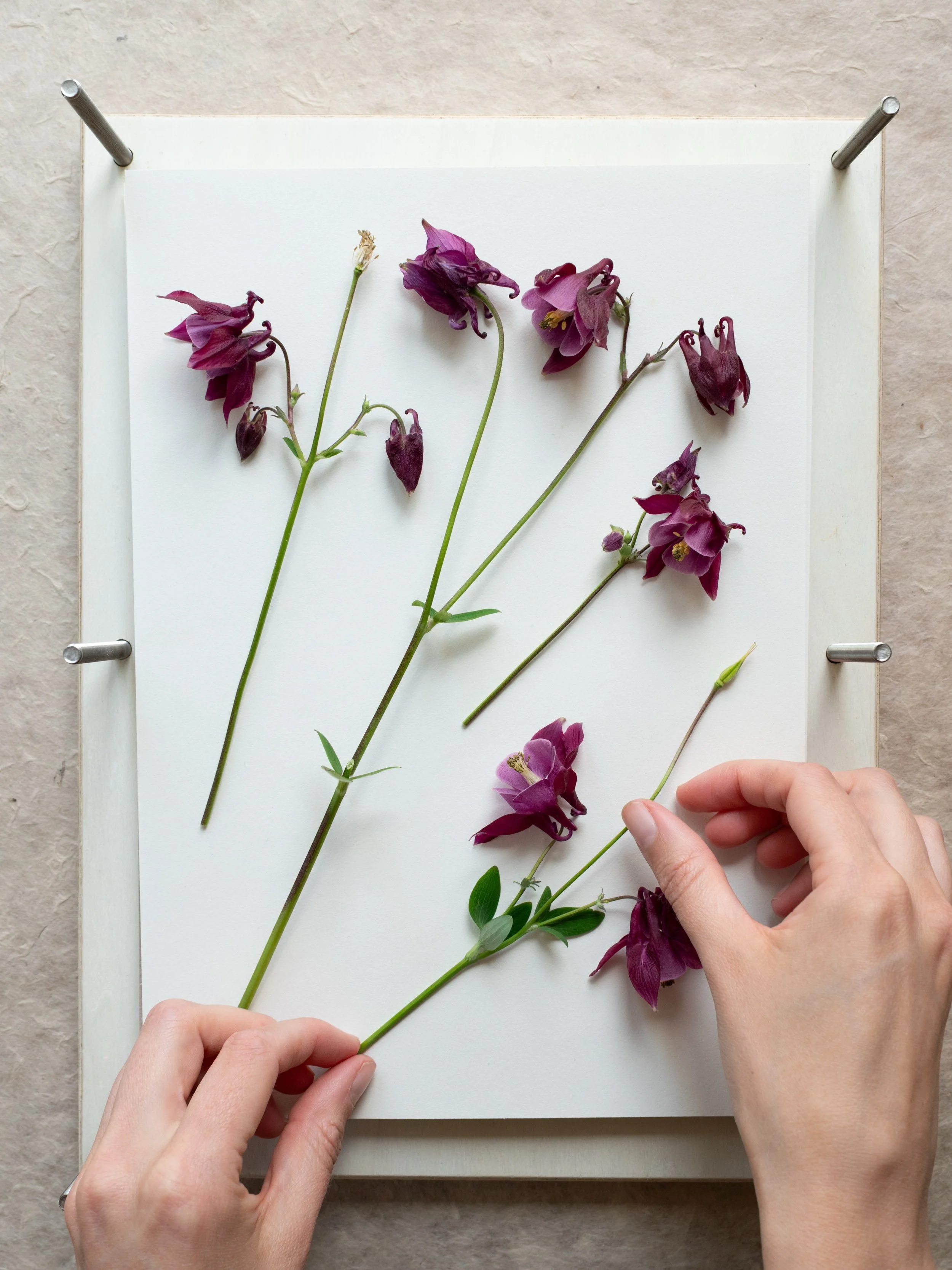 Learn the magical art of traditional flower pressing with my new book, The Pressed Flower Handbook. Featuring step-by-step guides, gentle creative projects and gorgeous floral inspiration, all whilst encouraging you to slow down and reconnect with yo