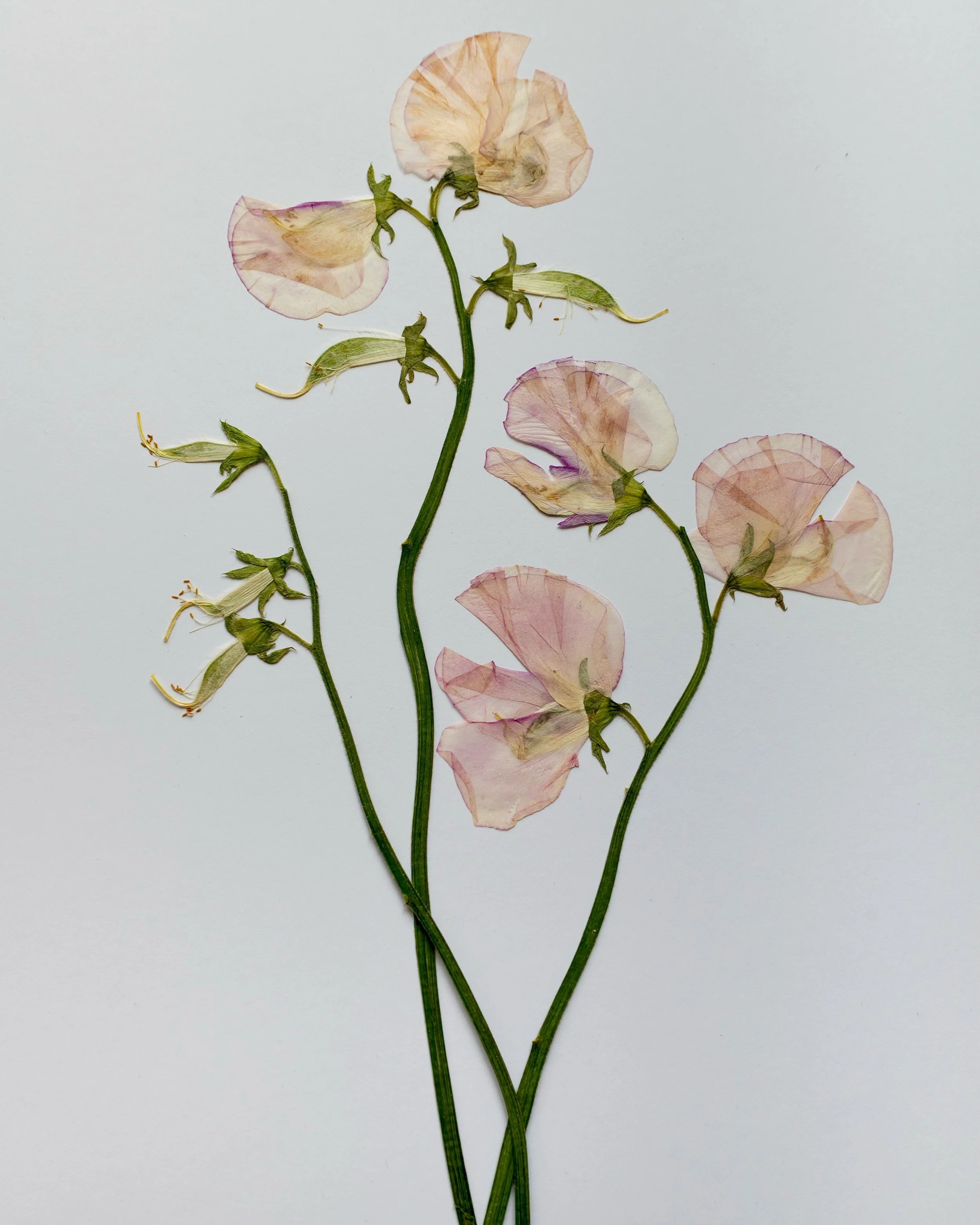 Gorgeous pressed sweet peas. You can learn how to press flowers like these with The Pressed Flower Handbook. 💕