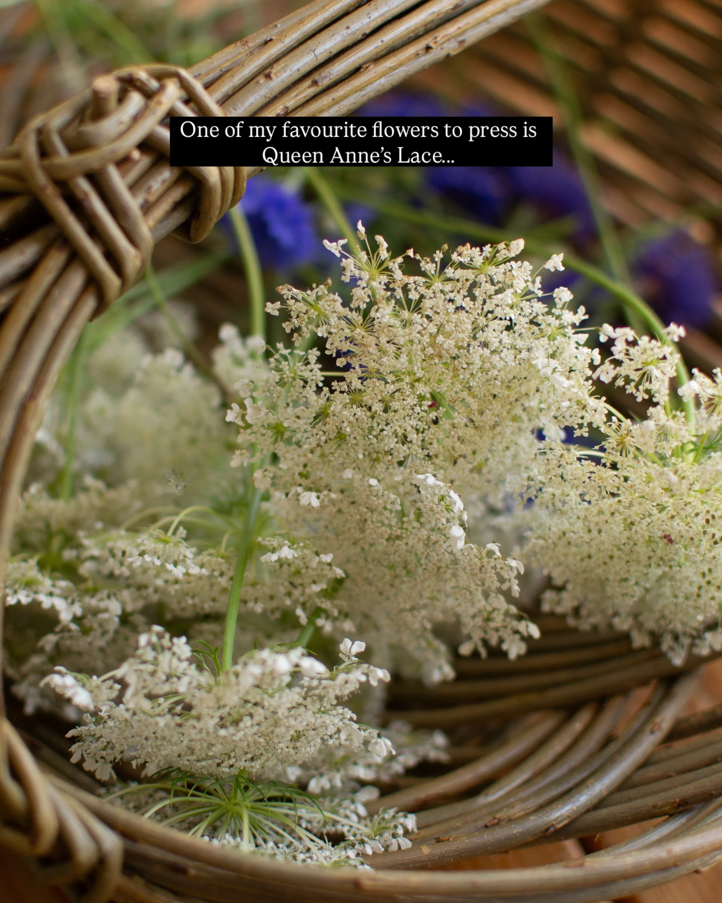 Queen Anne&rsquo;s Lace, the flower of the moment. 🤍