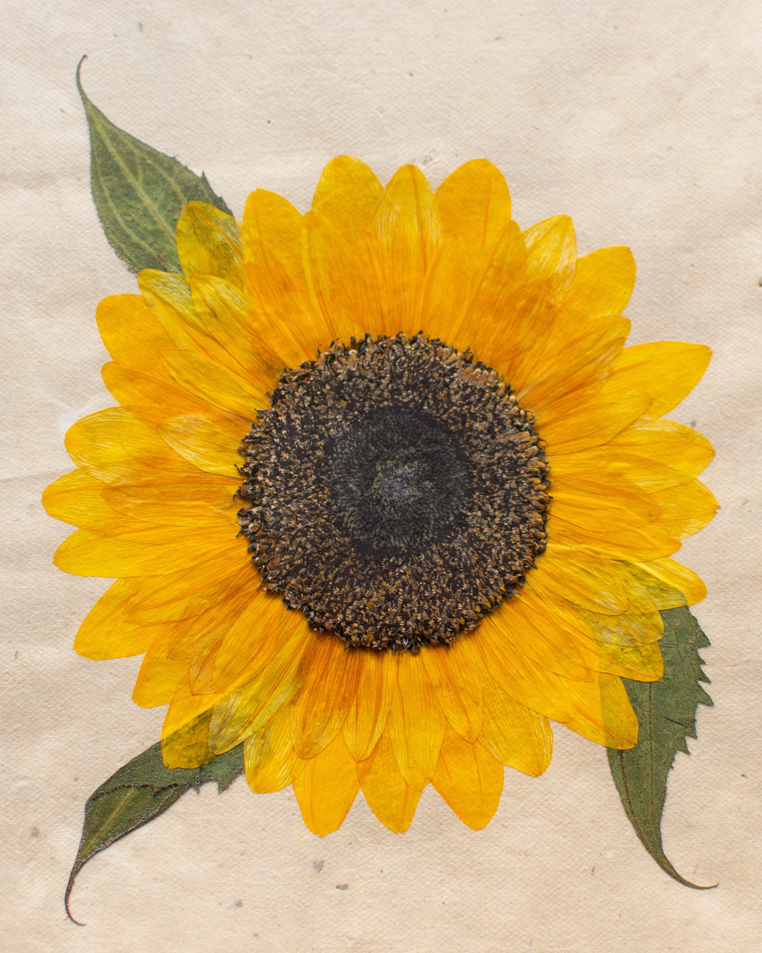 Advanced level flower pressing incoming&hellip; a glorious pressed sunflower, a moment in time captured and preserved. ☀️🌻💛