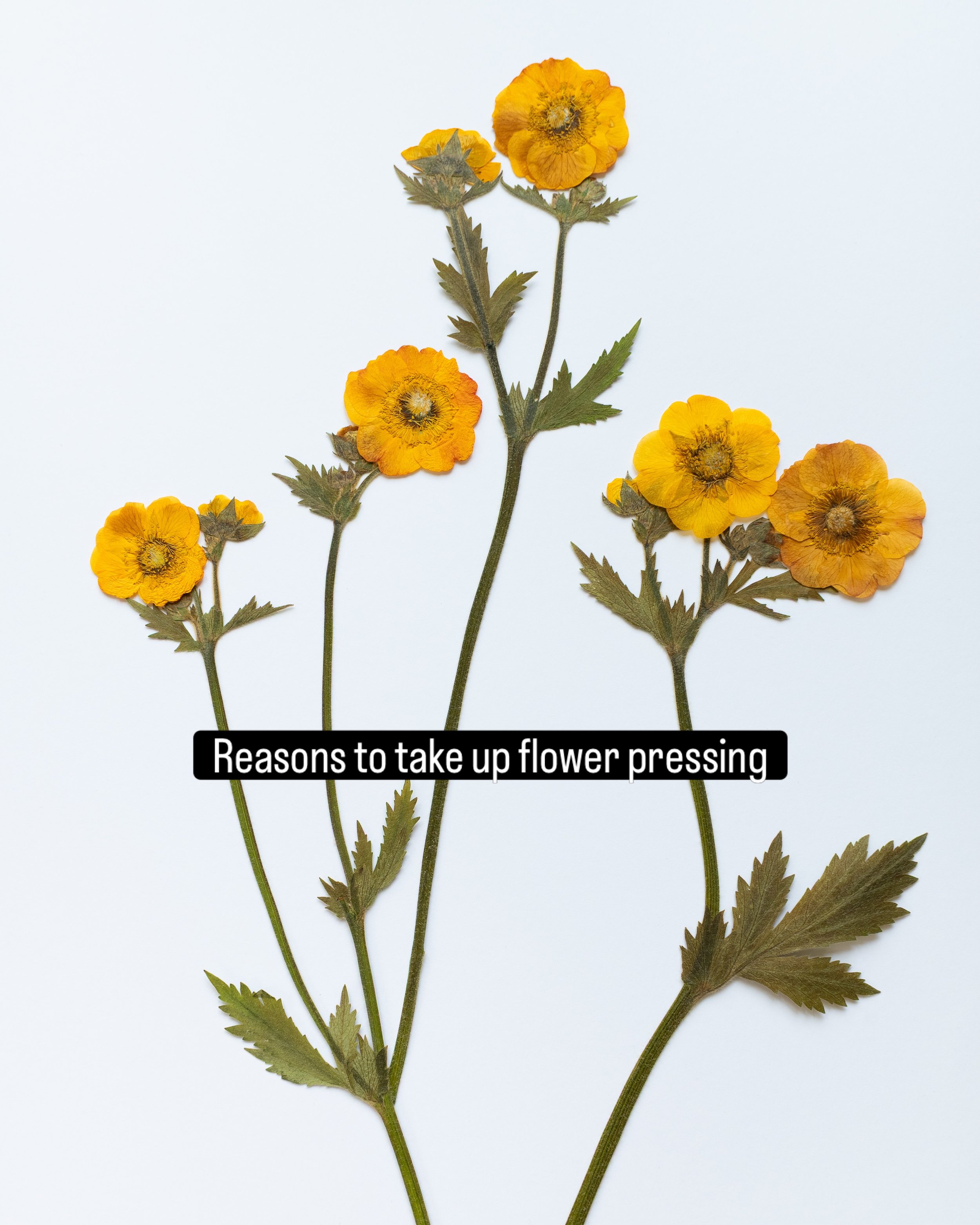 The beautiful pastime of traditional flower pressing is seeing a huge revival - it&rsquo;s easy to see why! 💛