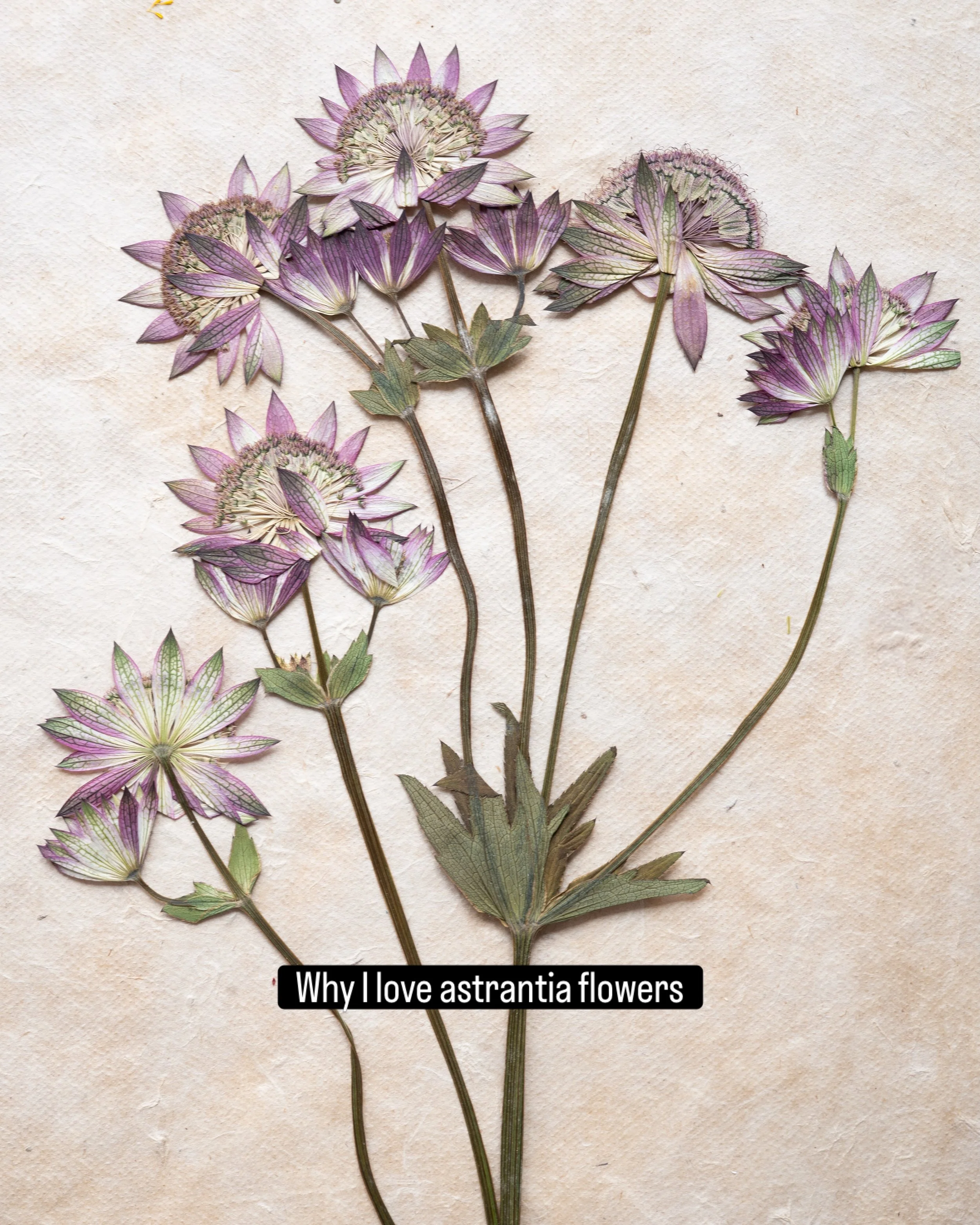 For the love of astrantia 🤍 #pressedflowers