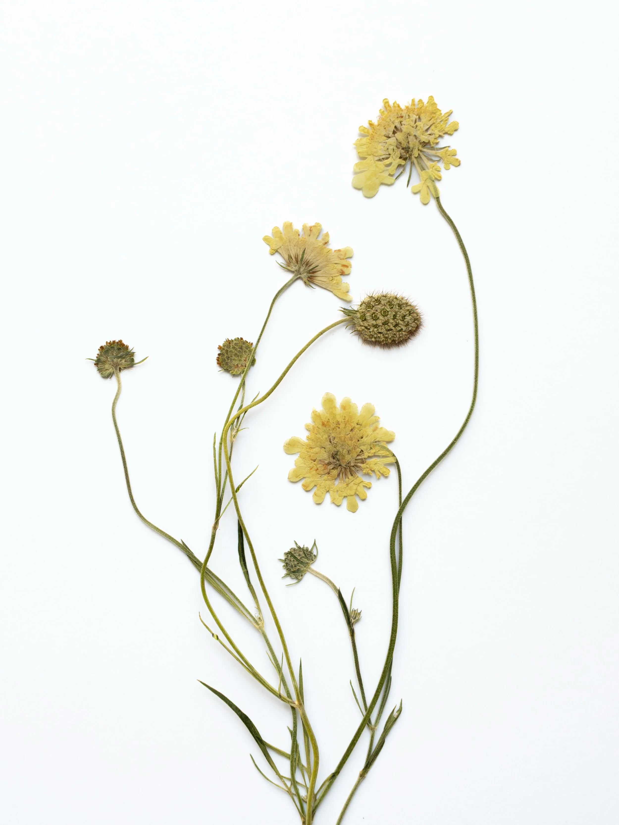 Beautiful pressed scabious. I love how the flowers, buds and seedheads from this plant are all so interesting. 💛