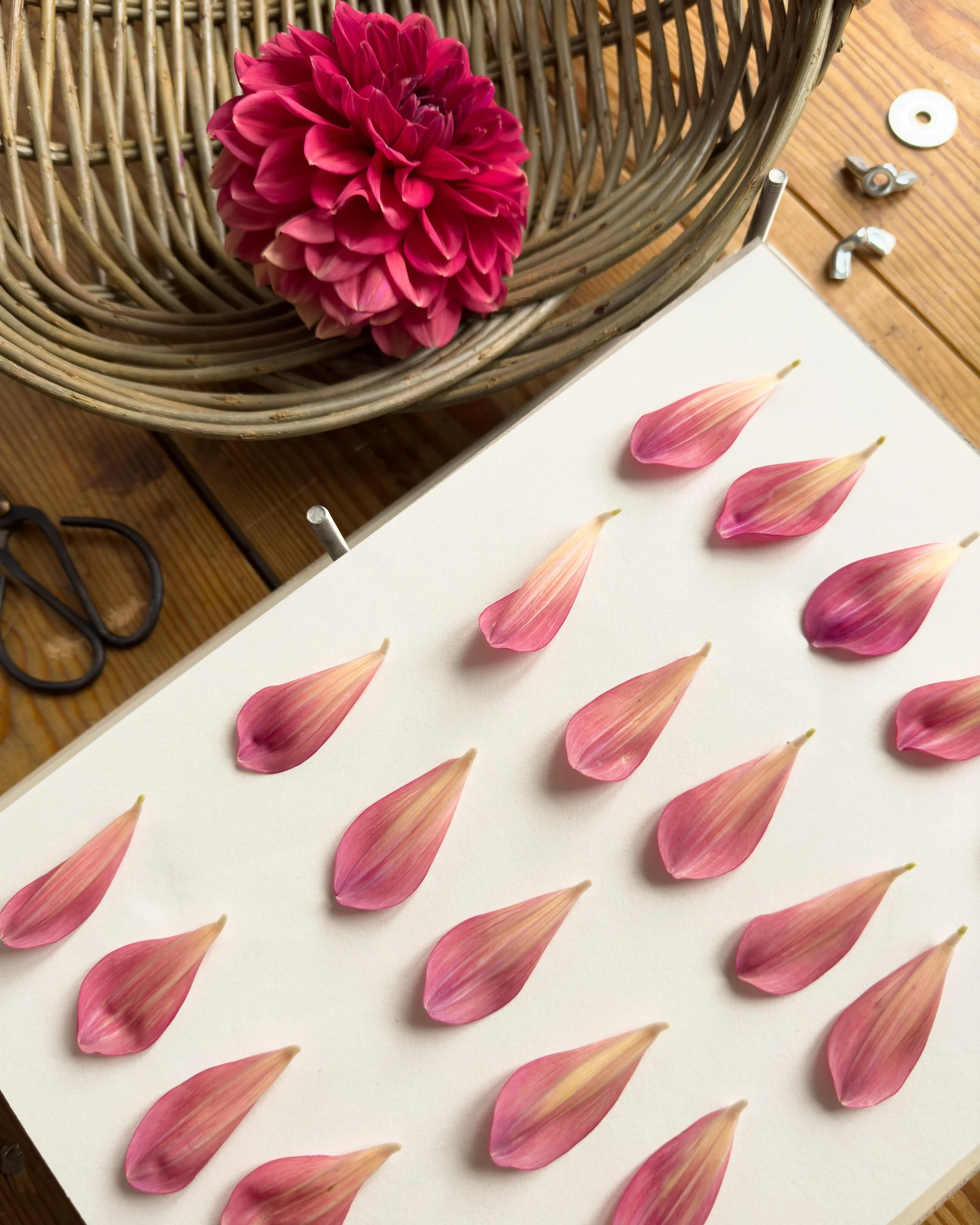 Dahlias 💕

Dahlia season is in full swing - I love these beautiful flowers and how varied and interesting they are. I like to celebrate dahlias by pressing and creating with their individual petals - the detail captured in each petal is magical.