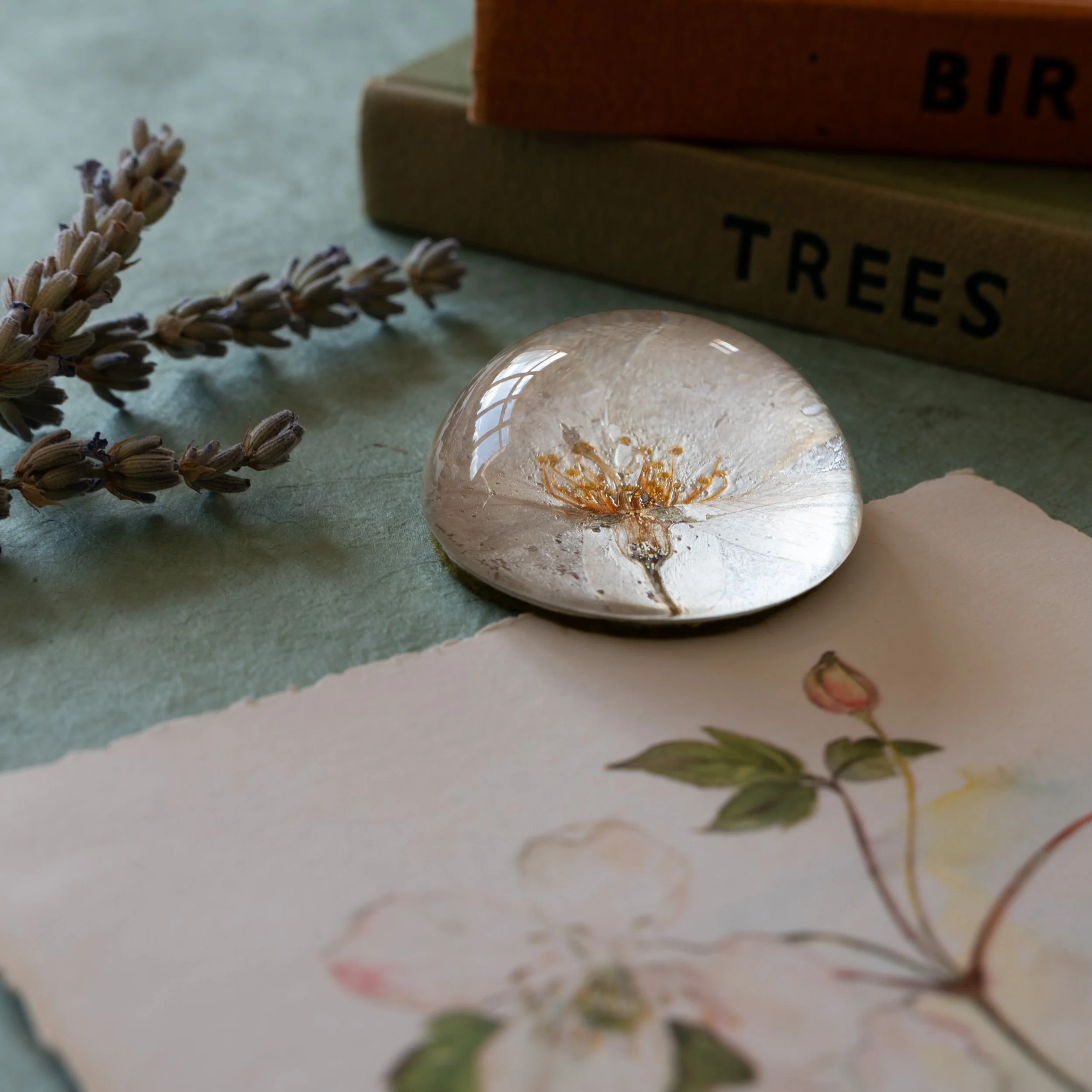 These beautiful pressed flower glass paperweights are now live on my website. Created with traditionally slow-pressed flowers grown in my garden here in Worcestershire. The light passing through the glass is so magical, and the domes beautifully magn