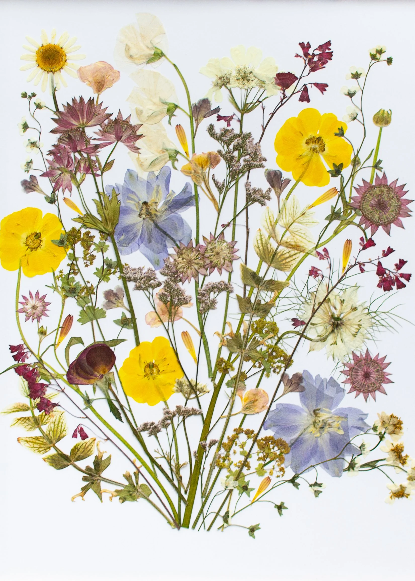 Why Did My Pressed Flowers Change Colour?