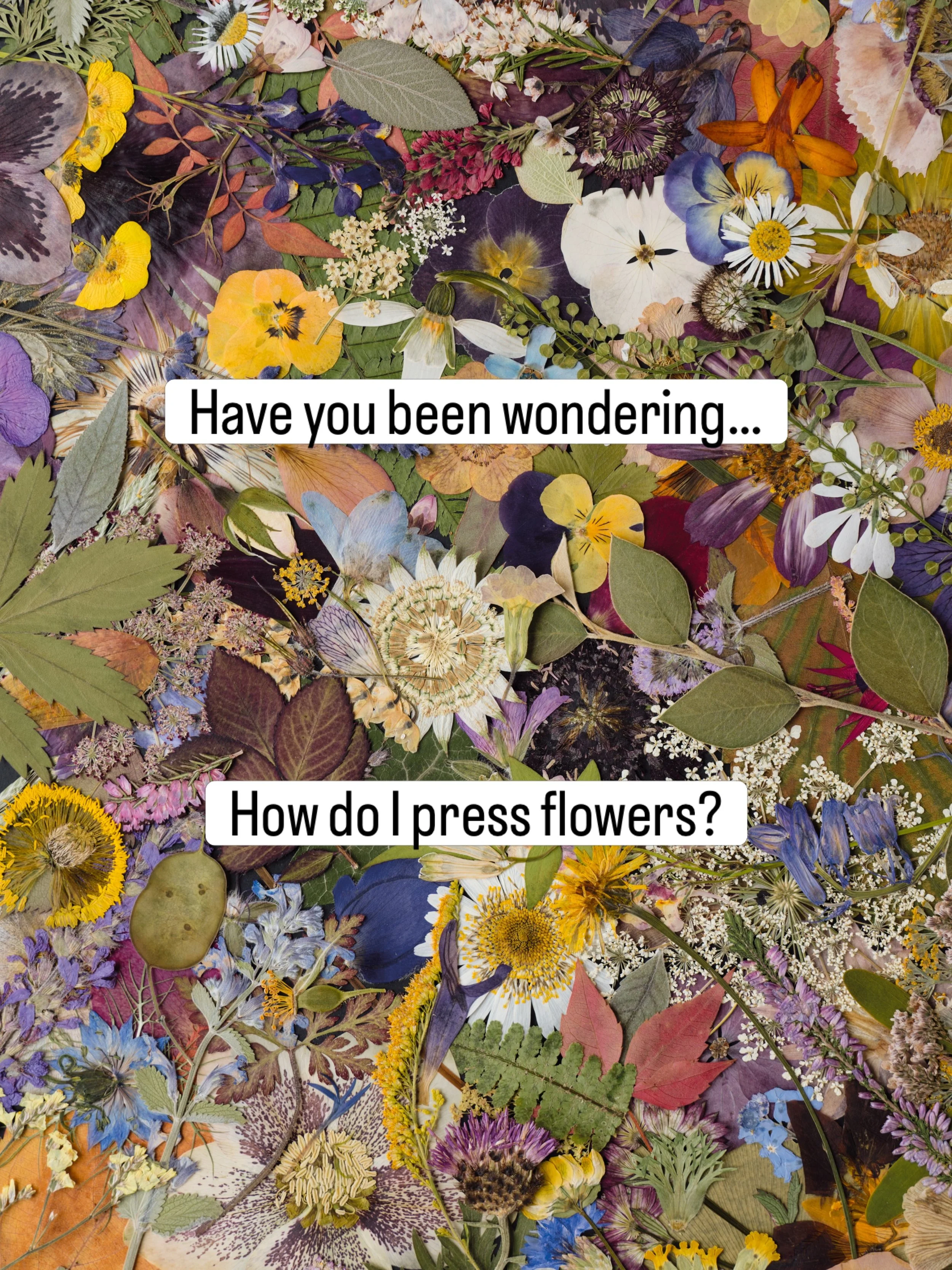 Learn the beautiful art of traditional flower pressing with The Pressed Flower Handbook, available now in all good bookshops.