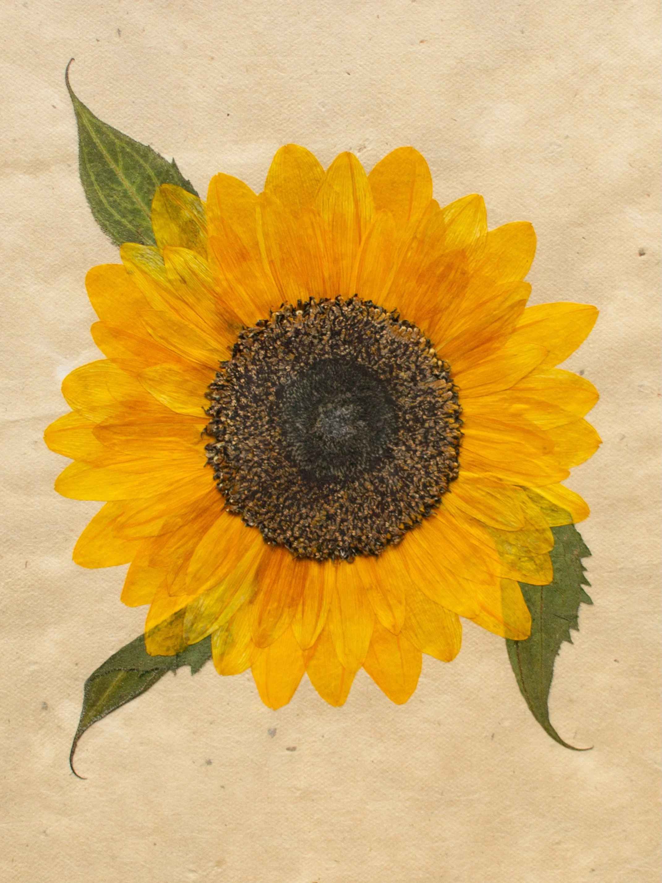 The details captured in pressed flowers will never cease to amaze me. Sunflowers are very challenging to press but so beautiful! 💛