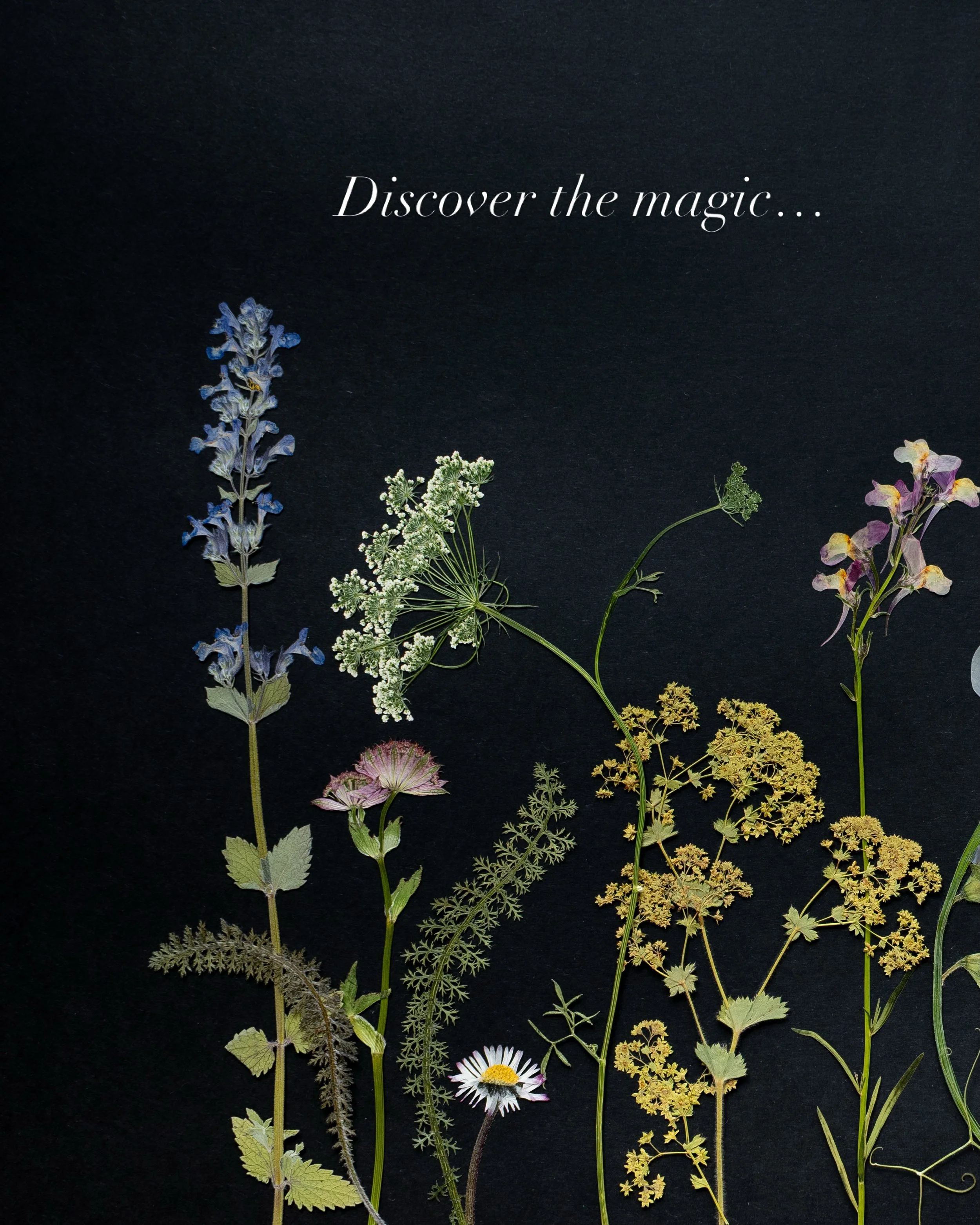 &lsquo;Beautiful, informative and very special&rsquo; ~ Amazon customer review.

Have you got your copy of The Pressed Flower Handbook yet? You&rsquo;ll find it for sale in online stores and all good bookshops, it makes a wonderful gift too!